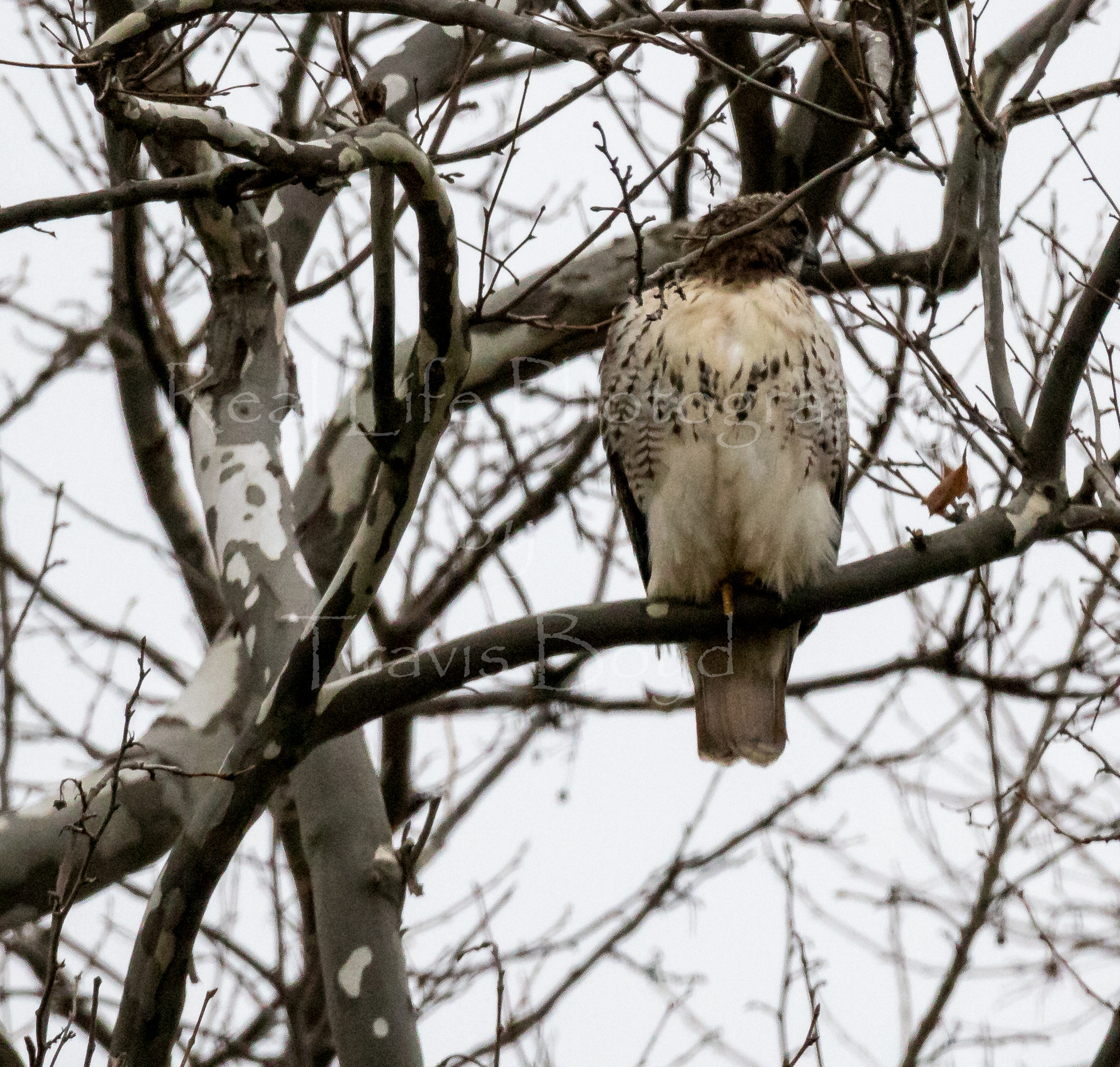 Canon EOS 750D (EOS Rebel T6i / EOS Kiss X8i) + 150-600mm F5-6.3 DG OS HSM | Sports 014 sample photo. Red-tailed hawk photography