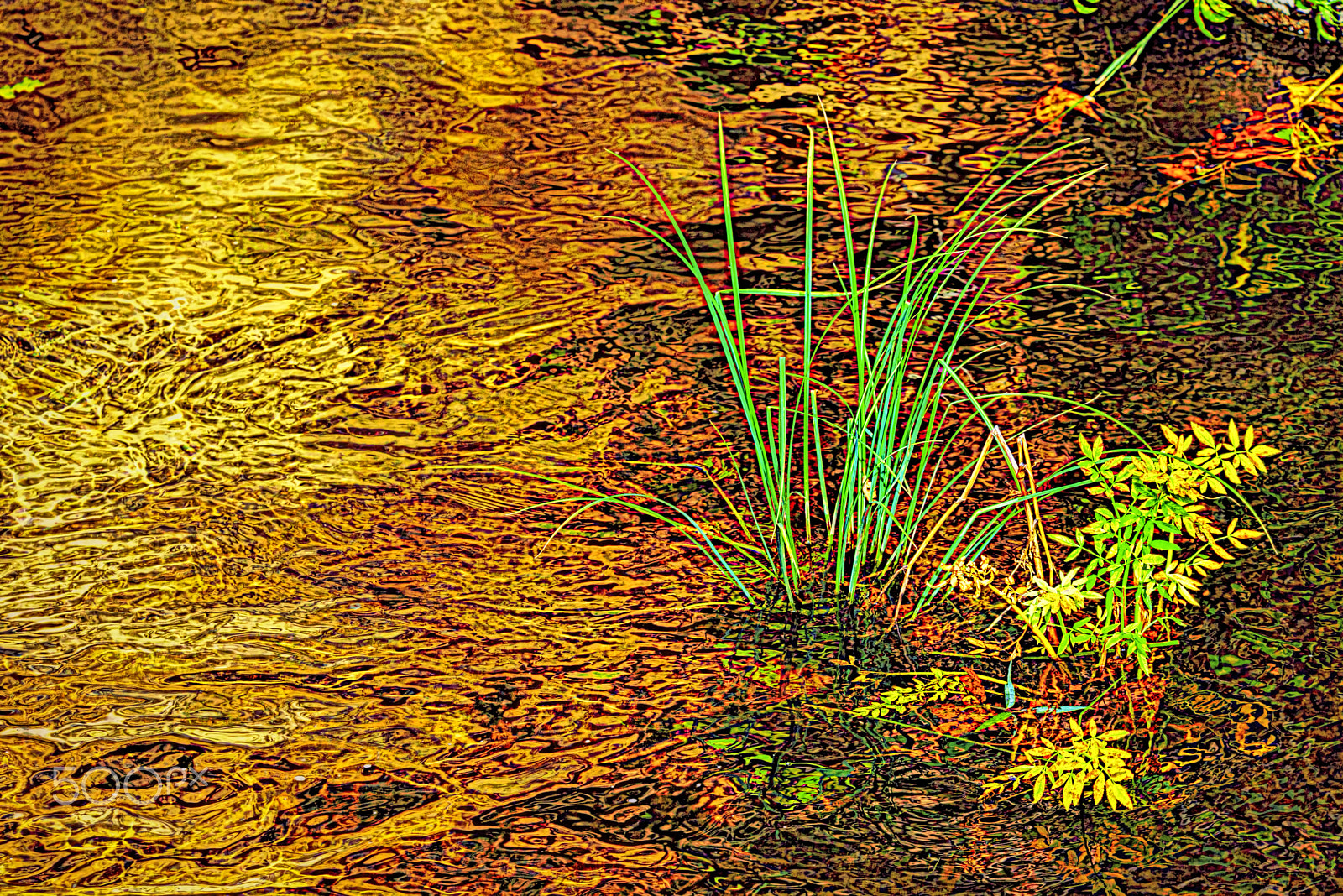 Nikon D800 sample photo. Leaves above water photography