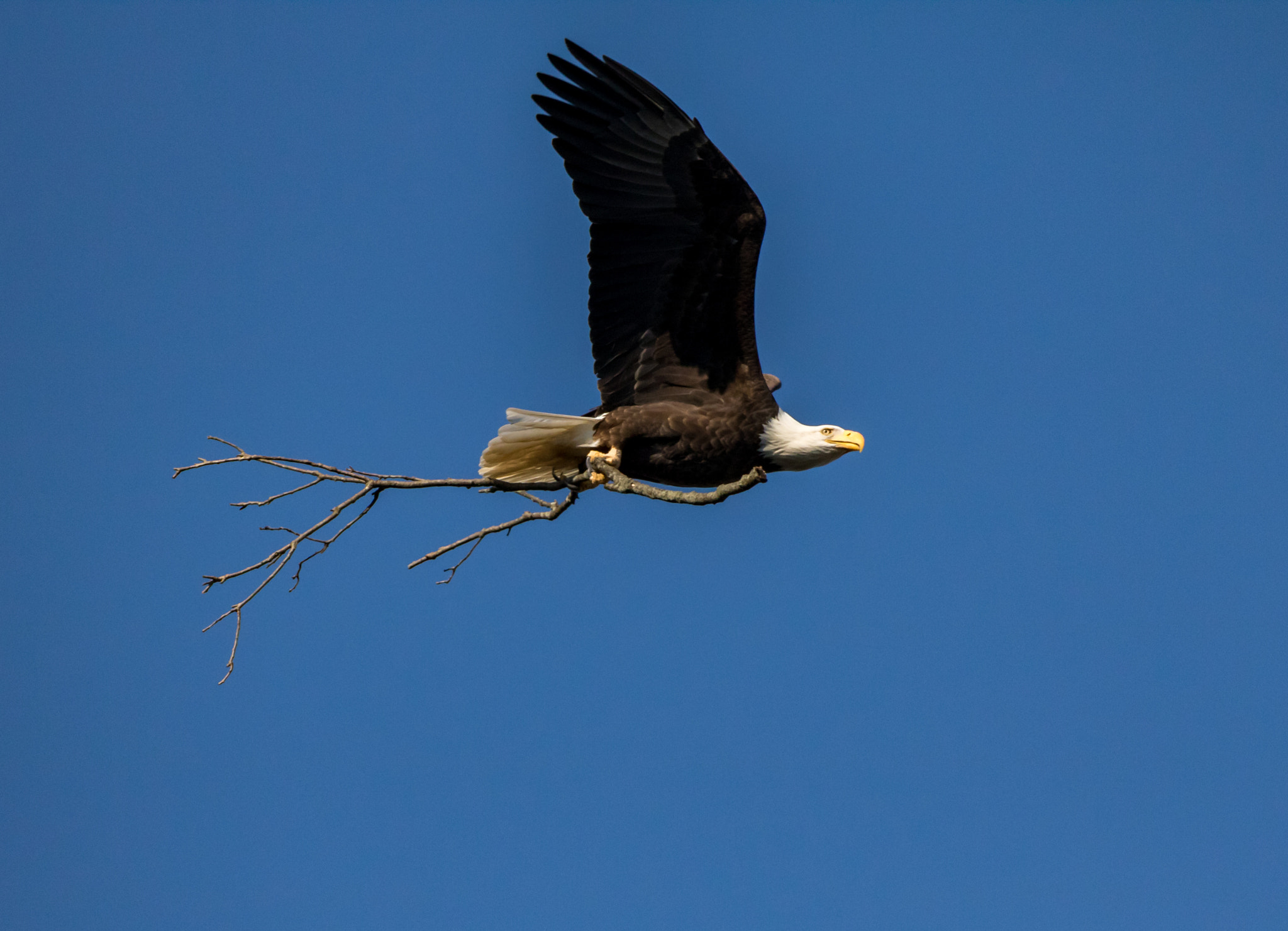 150-600mm F5-6.3 DG OS HSM | Sports 014 sample photo. Nesting material photography