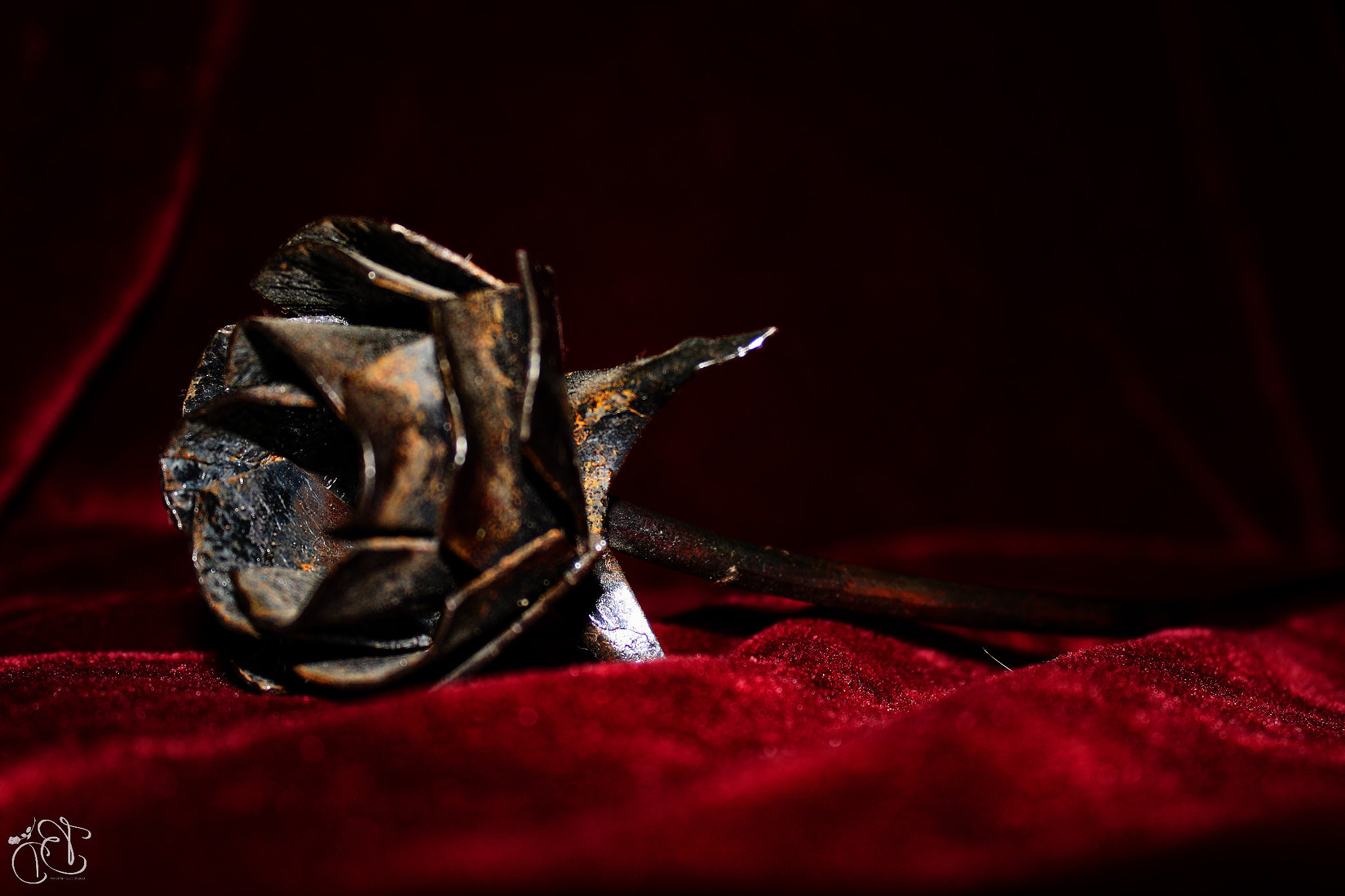 Canon EOS 500D (EOS Rebel T1i / EOS Kiss X3) sample photo. A rose that lasts forever photography