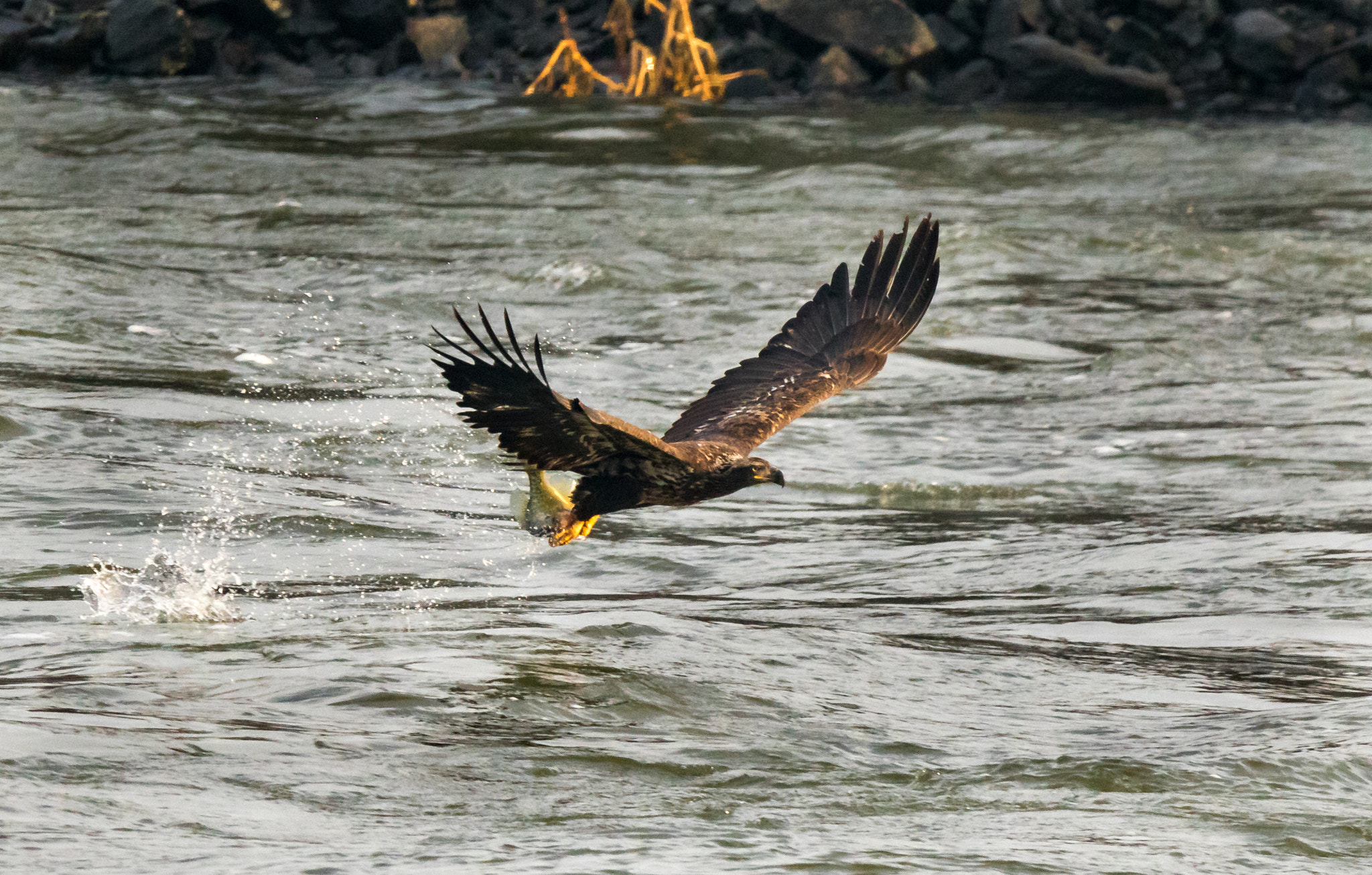 150-600mm F5-6.3 DG OS HSM | Sports 014 sample photo. Perch pickup photography