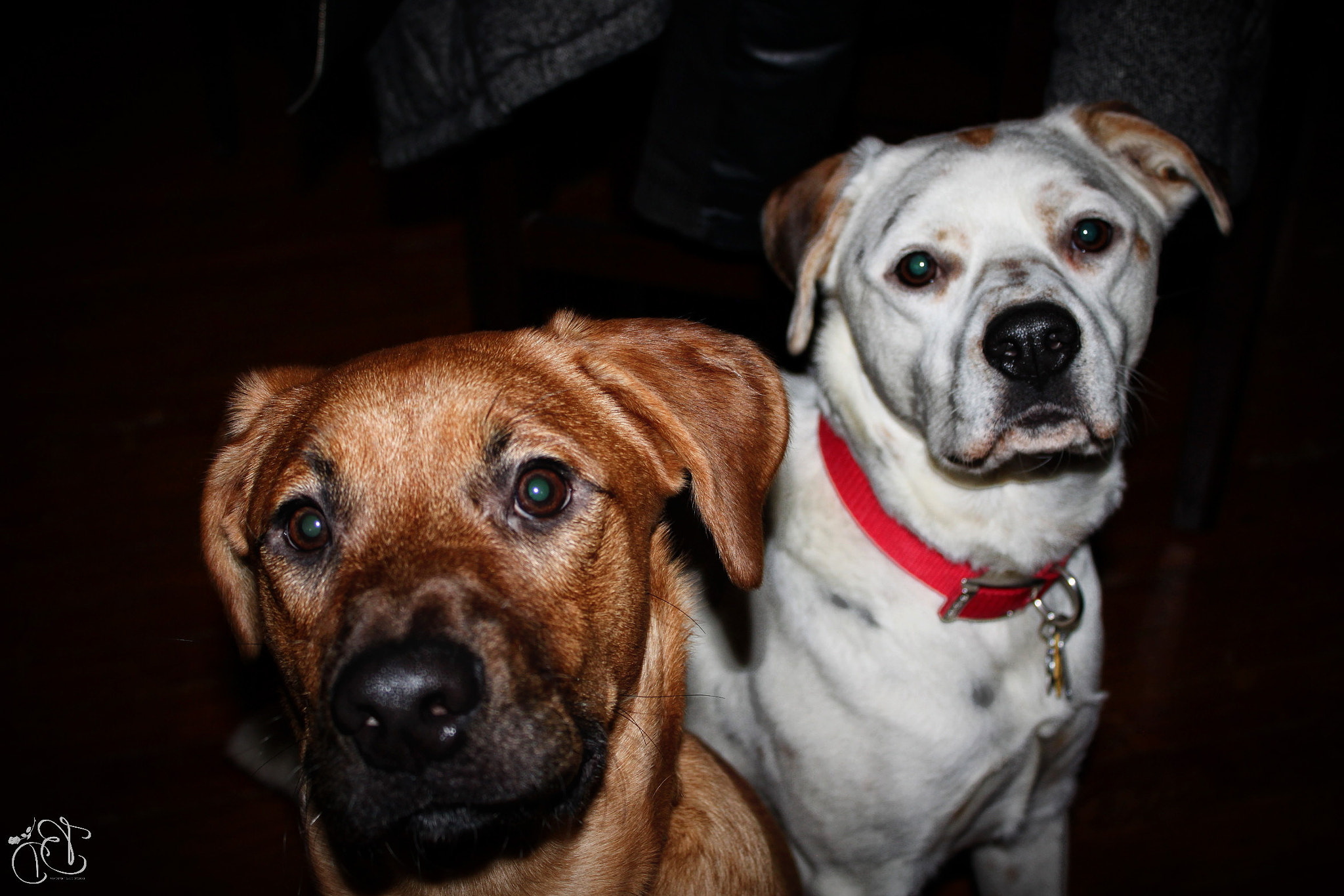 Canon EOS 500D (EOS Rebel T1i / EOS Kiss X3) sample photo. Friendship photography