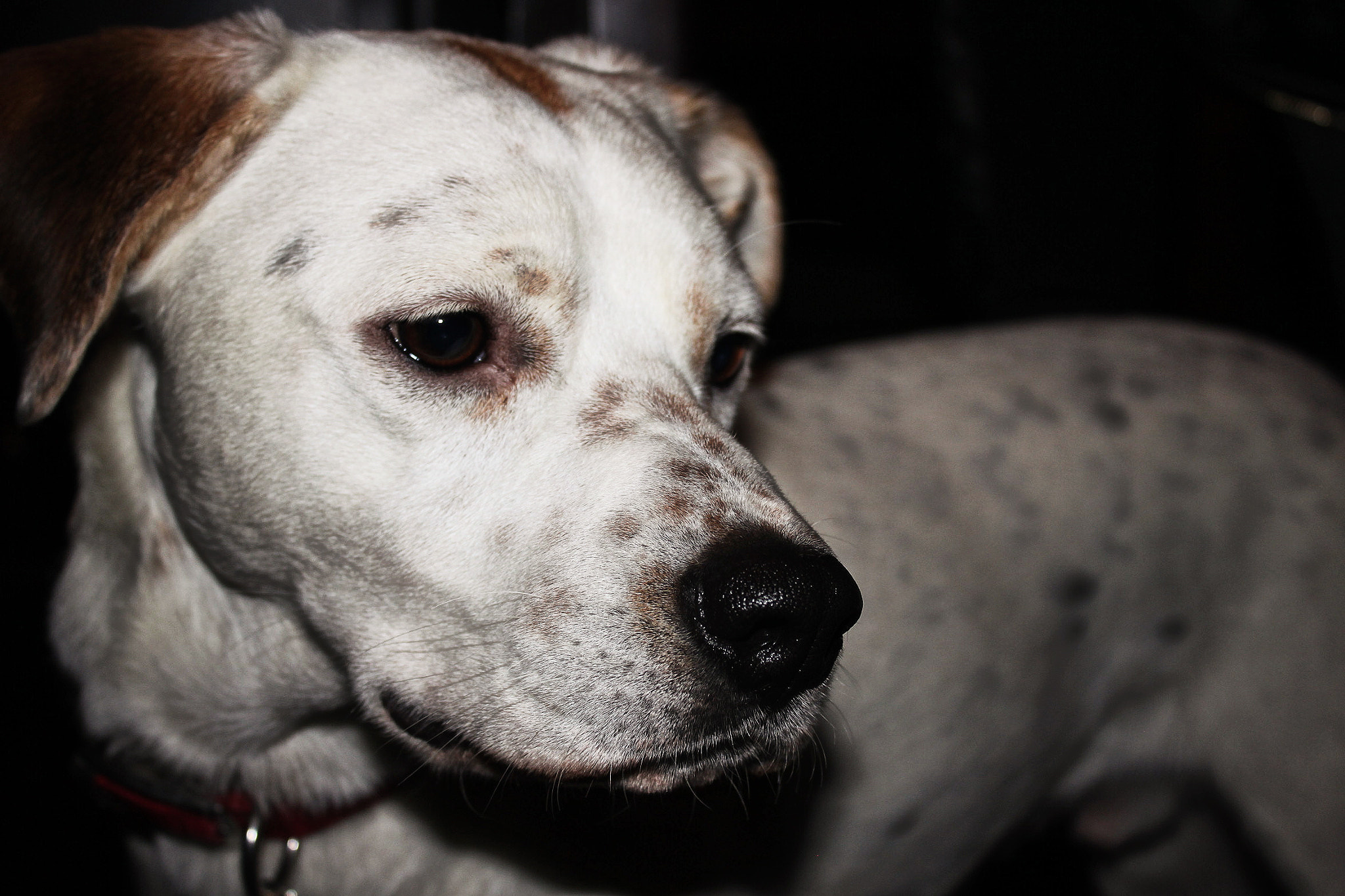 Canon EOS 500D (EOS Rebel T1i / EOS Kiss X3) sample photo. Handsome photography