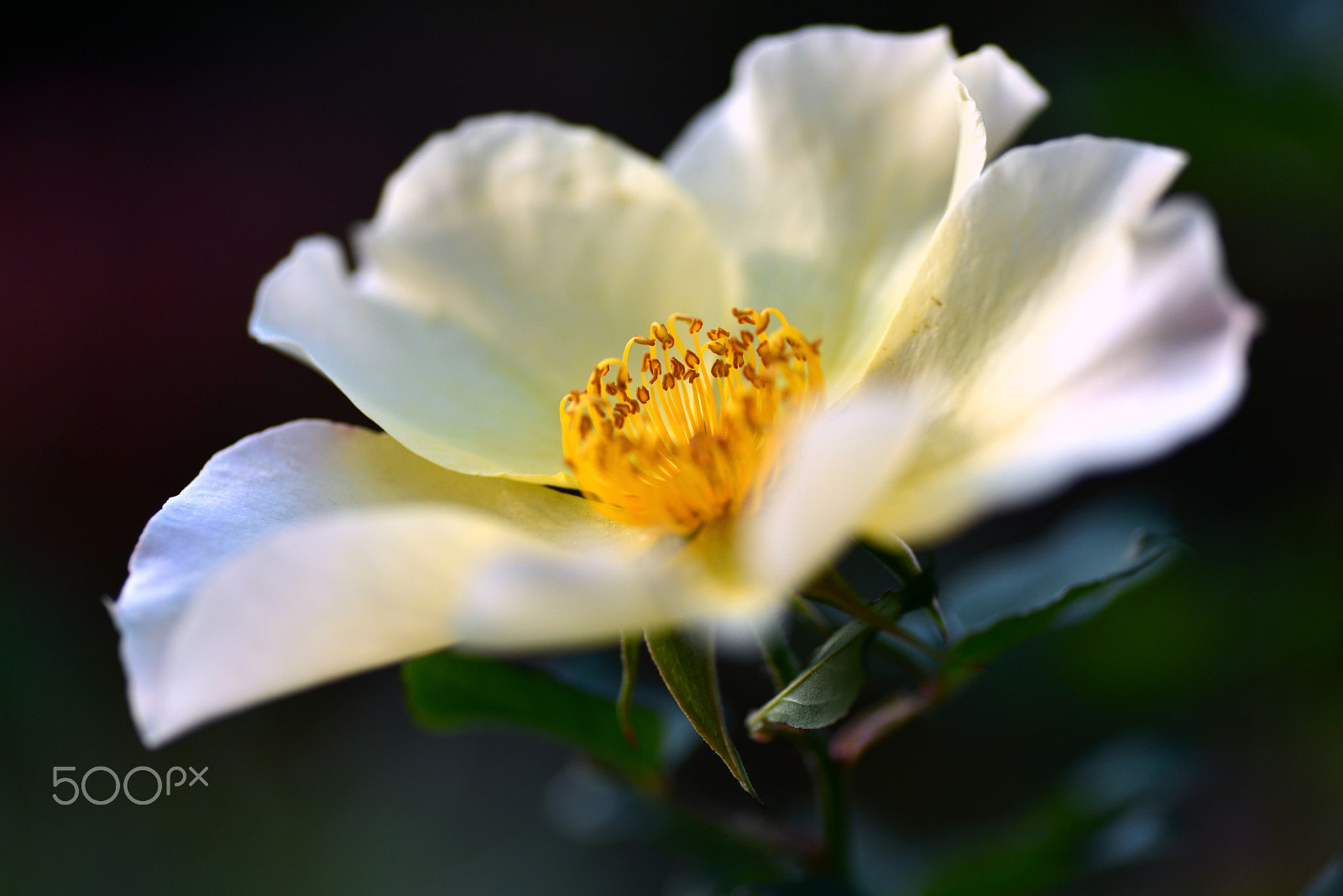 Nikon D600 sample photo. Rose of the new year. photography