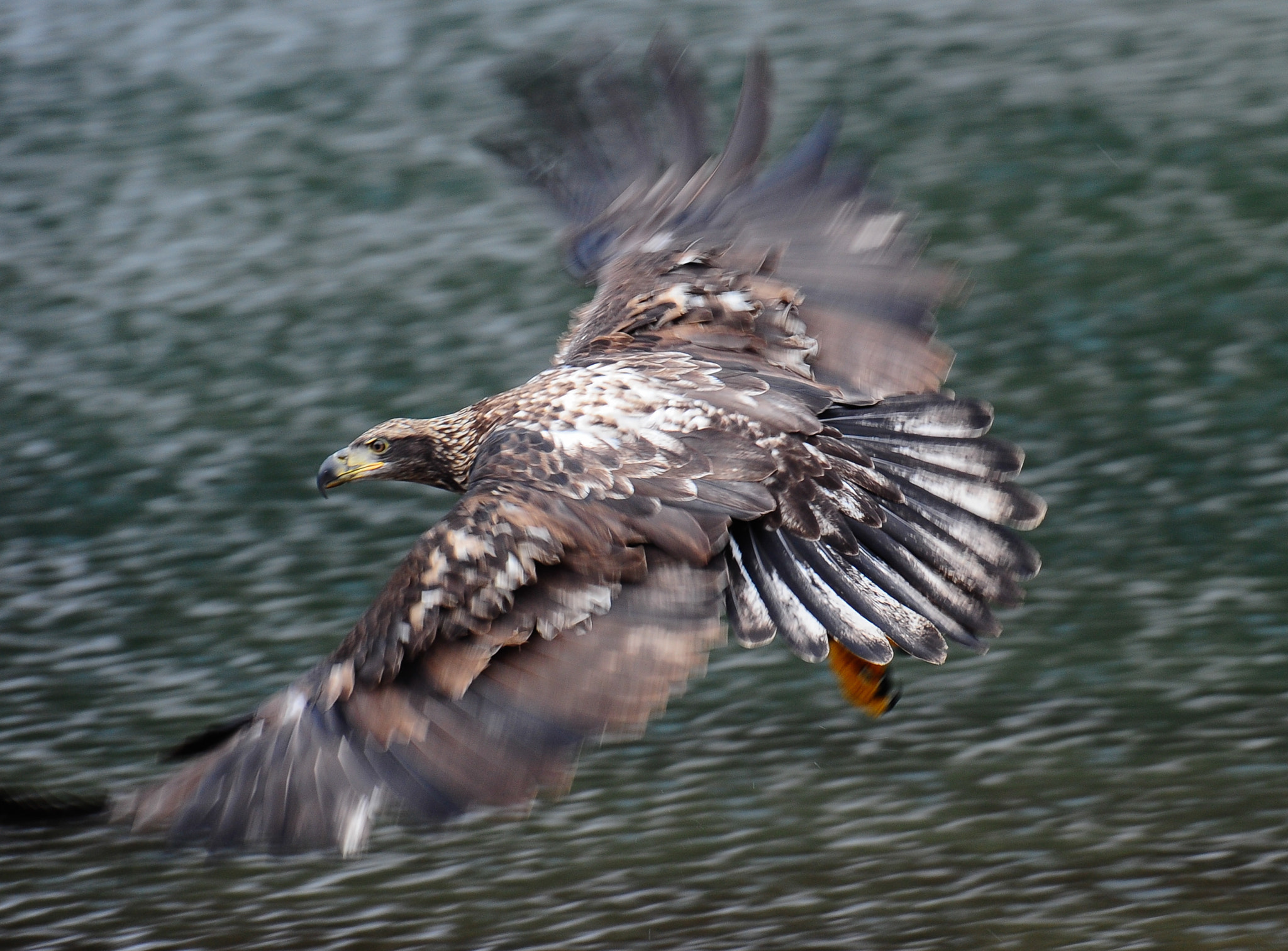 Nikon AF-S Nikkor 400mm F2.8G ED VR II sample photo. Eagle photography