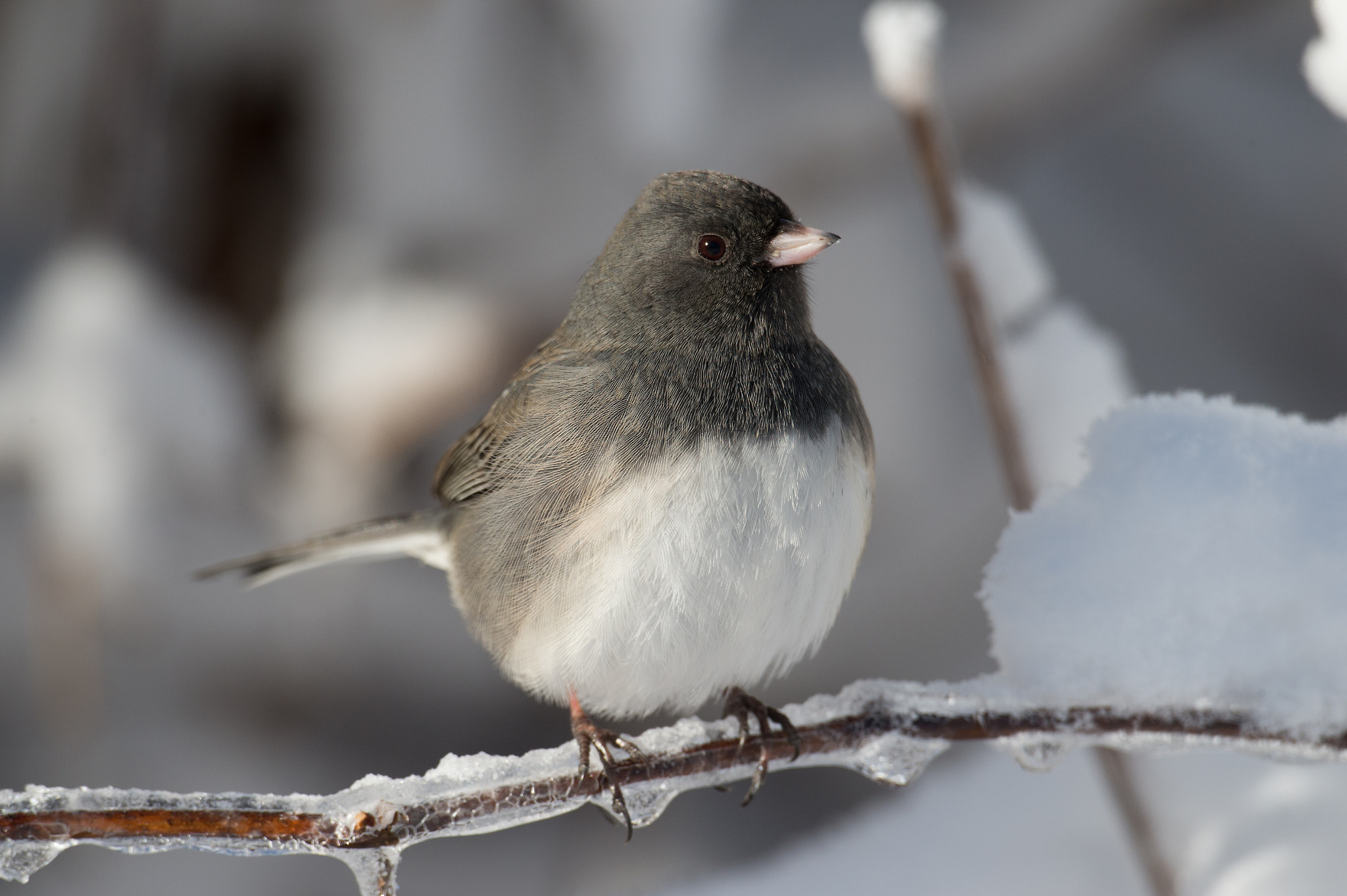 Nikon D4 + Nikon AF-S Nikkor 800mm F5.6E FL ED VR sample photo. Junco ardoise, junco hyemalis, dark-eye junco photography