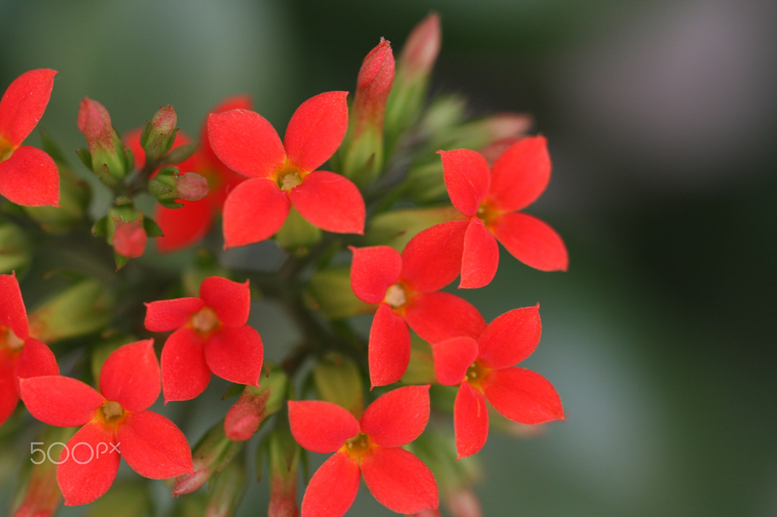 Canon EF 100mm F2.8L Macro IS USM sample photo. Winter pot kalanchoe photography