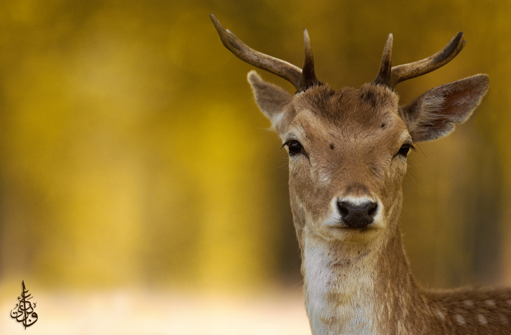 Gazelle by Abdulkader Oubari on 500px.com