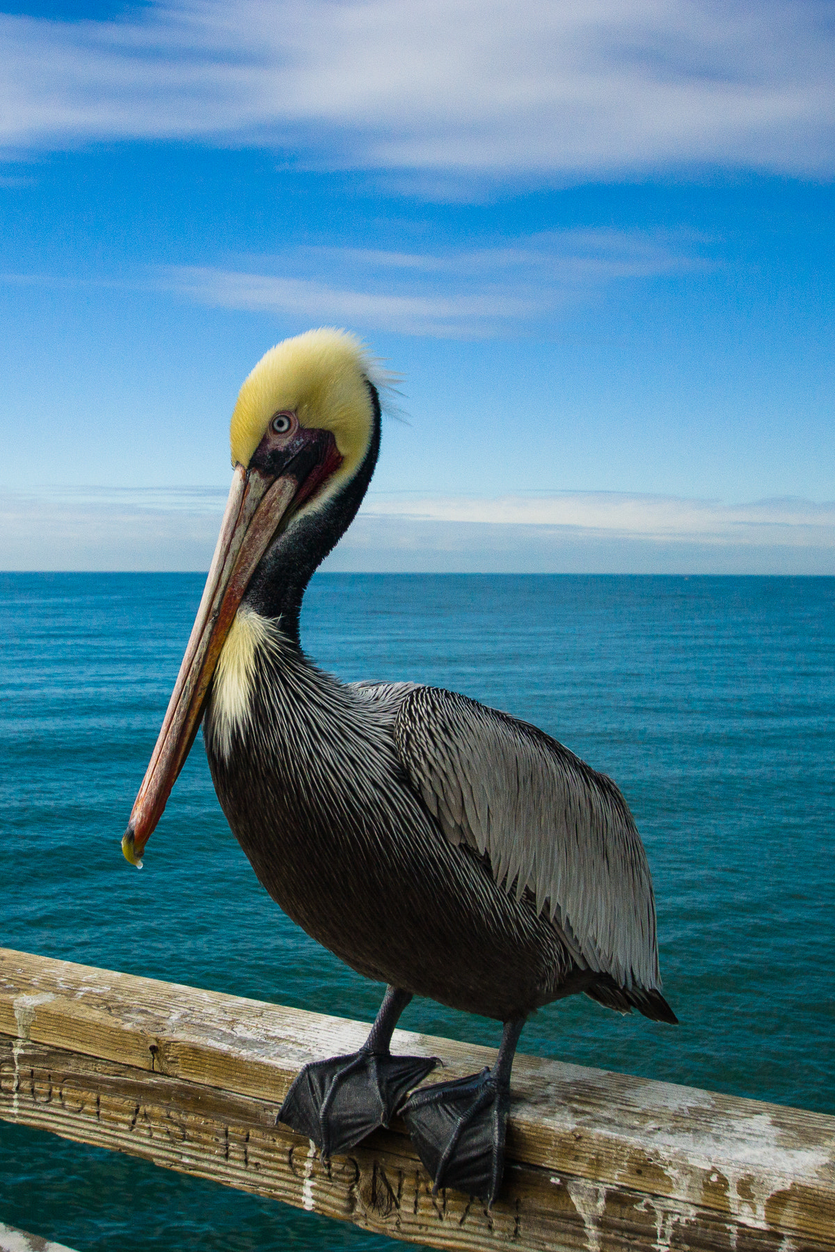Sony SLT-A77 + Sony DT 11-18mm F4.5-5.6 sample photo. Happiest pelican?!? photography