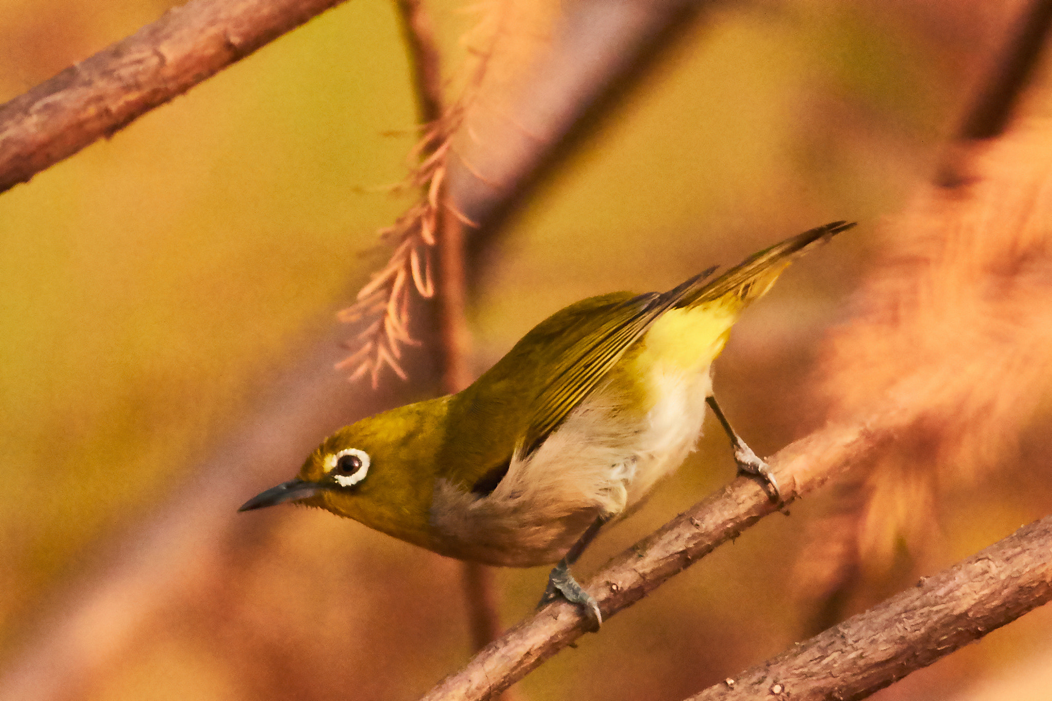 Canon EOS 7D Mark II + Canon EF 400mm F5.6L USM sample photo. Bird photography