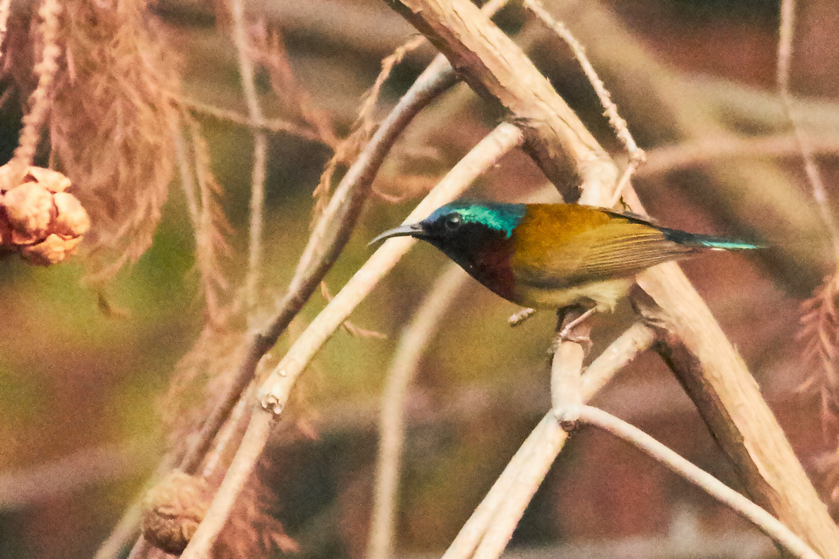 Canon EOS 7D Mark II + Canon EF 400mm F5.6L USM sample photo. Bird photography