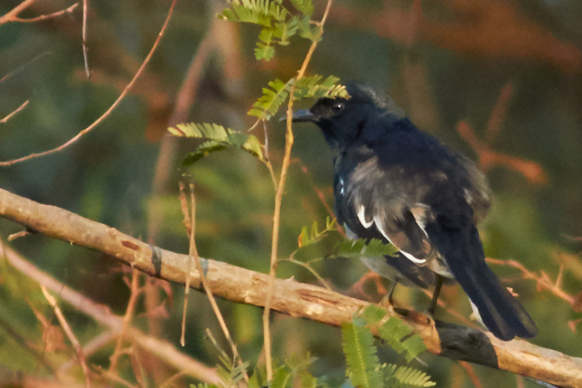 Canon EOS 7D Mark II + Canon EF 400mm F5.6L USM sample photo. Bird photography