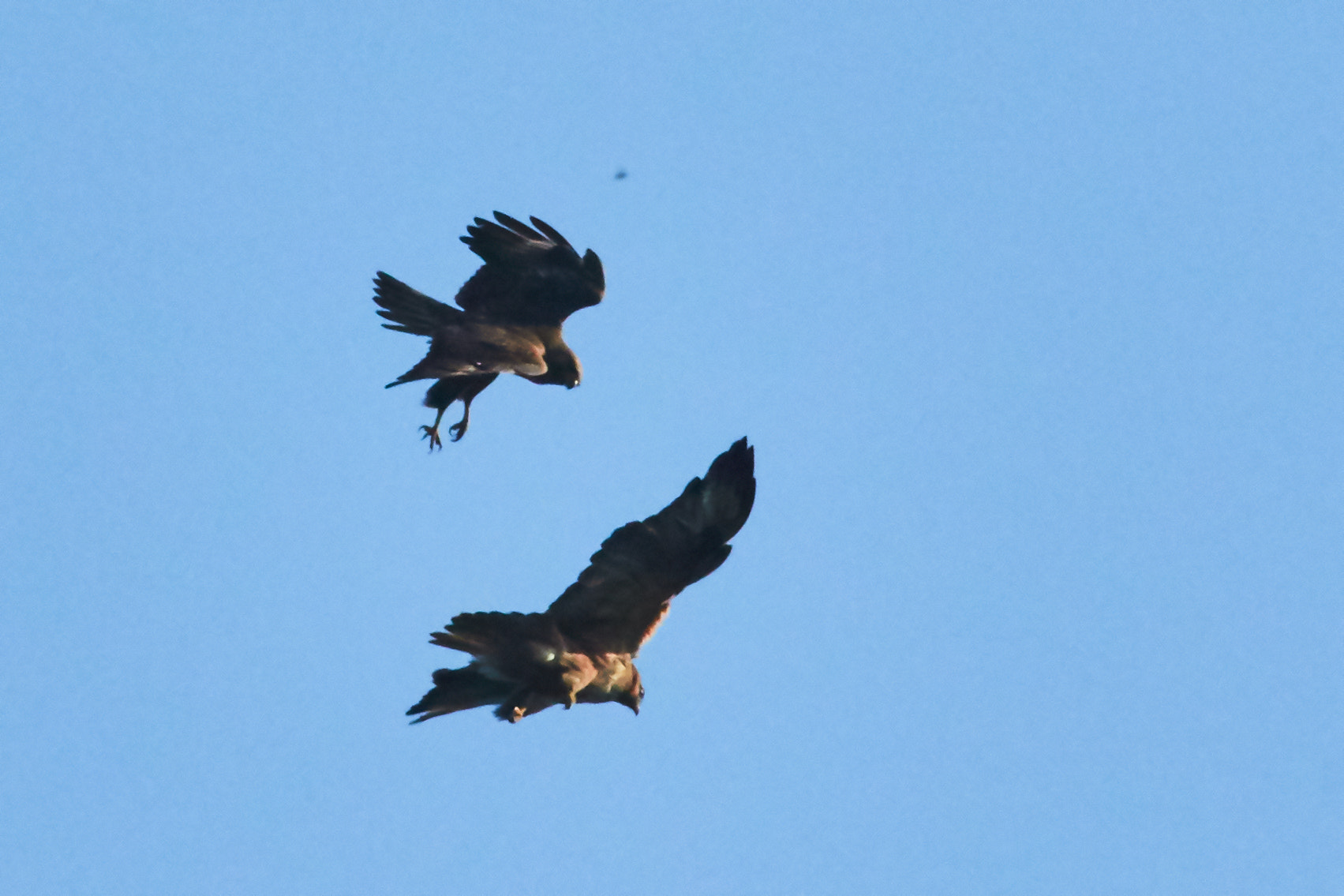 Canon EOS 7D Mark II + Canon EF 400mm F5.6L USM sample photo. Flying eagles photography