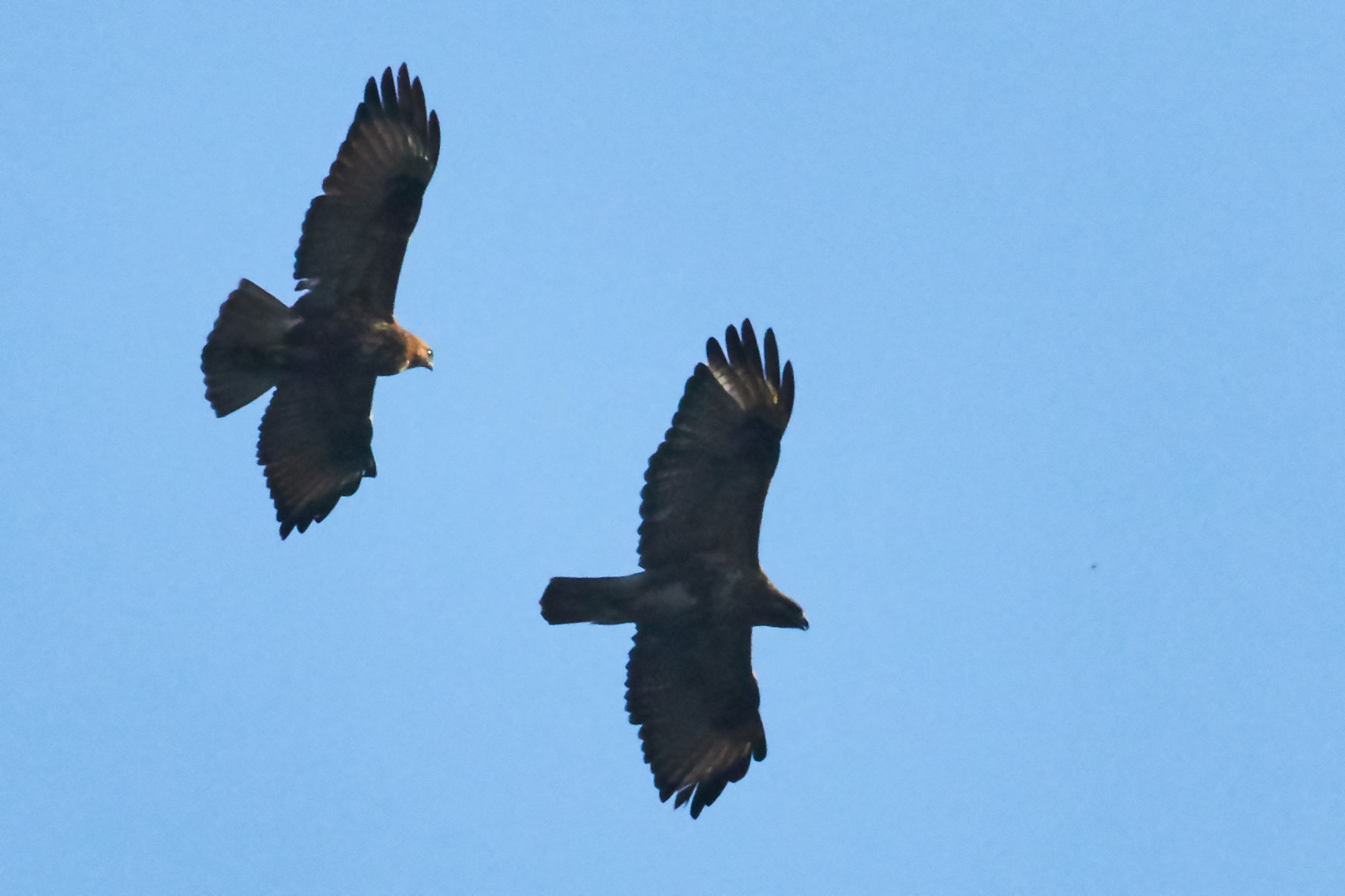 Canon EOS 7D Mark II + Canon EF 400mm F5.6L USM sample photo. Flying eagles photography