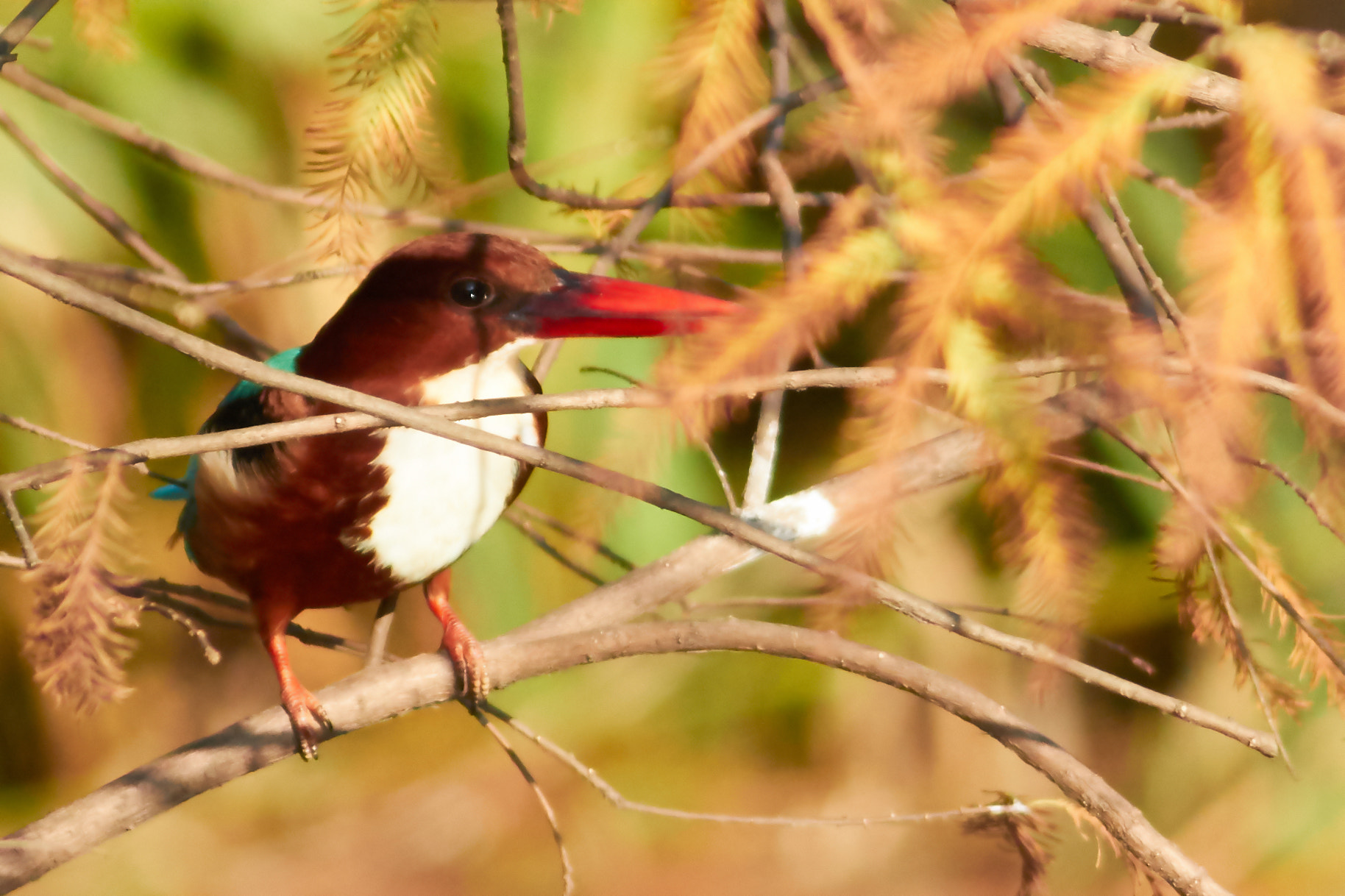 Canon EOS 7D Mark II + Canon EF 400mm F5.6L USM sample photo. Kingfisher photography