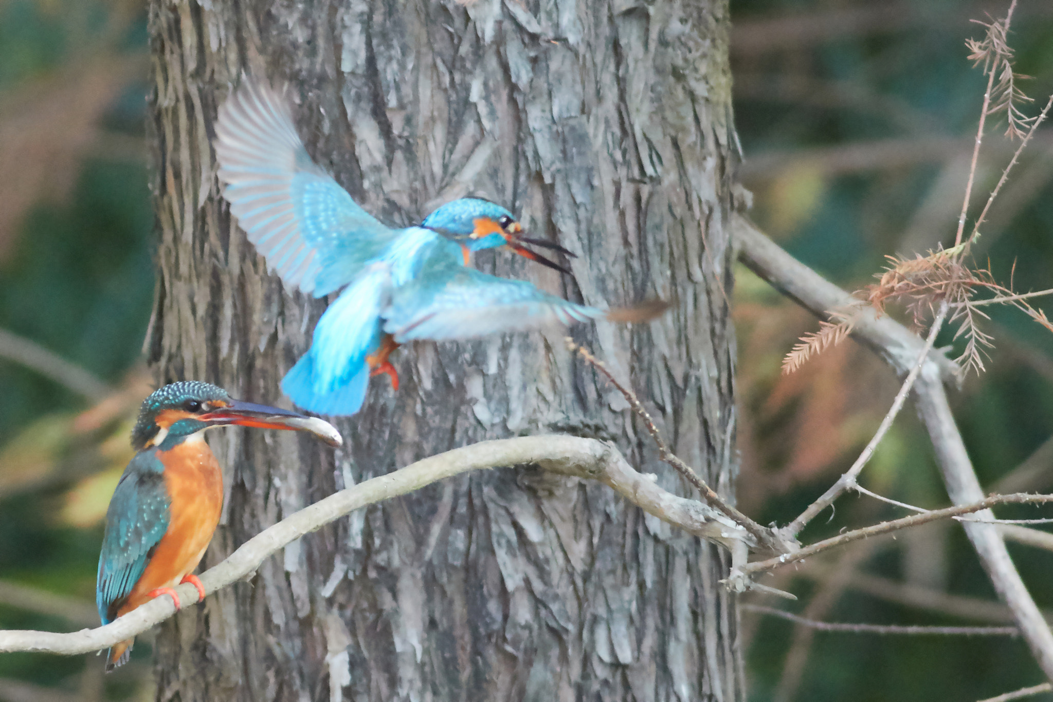 Canon EF 400mm F5.6L USM sample photo. Kingfisher photography