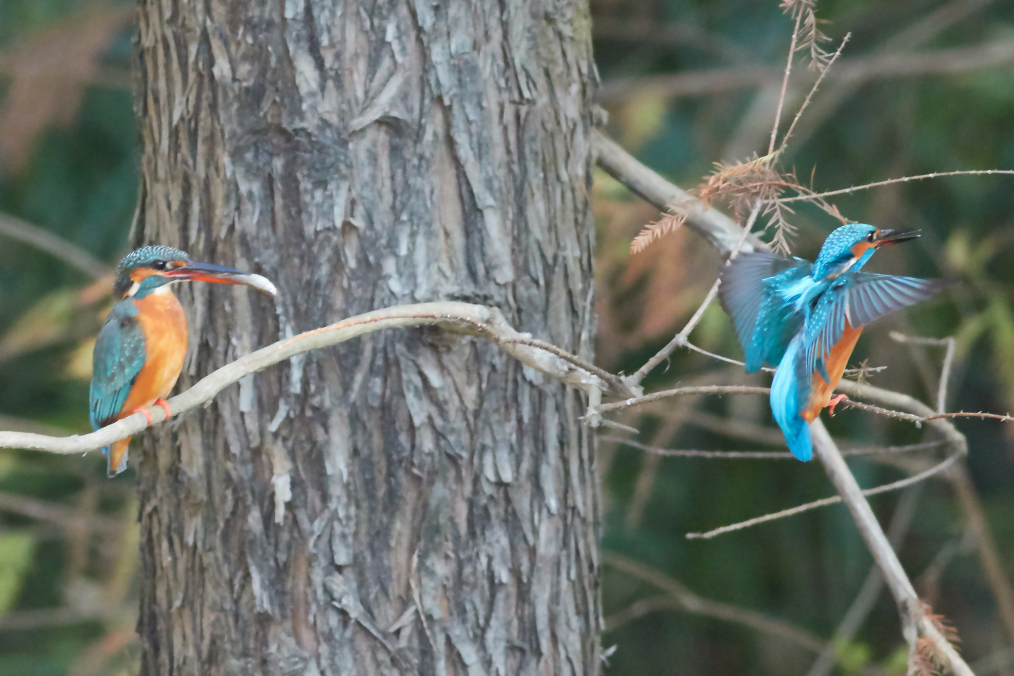 Canon EF 400mm F5.6L USM sample photo. Kingfisher photography