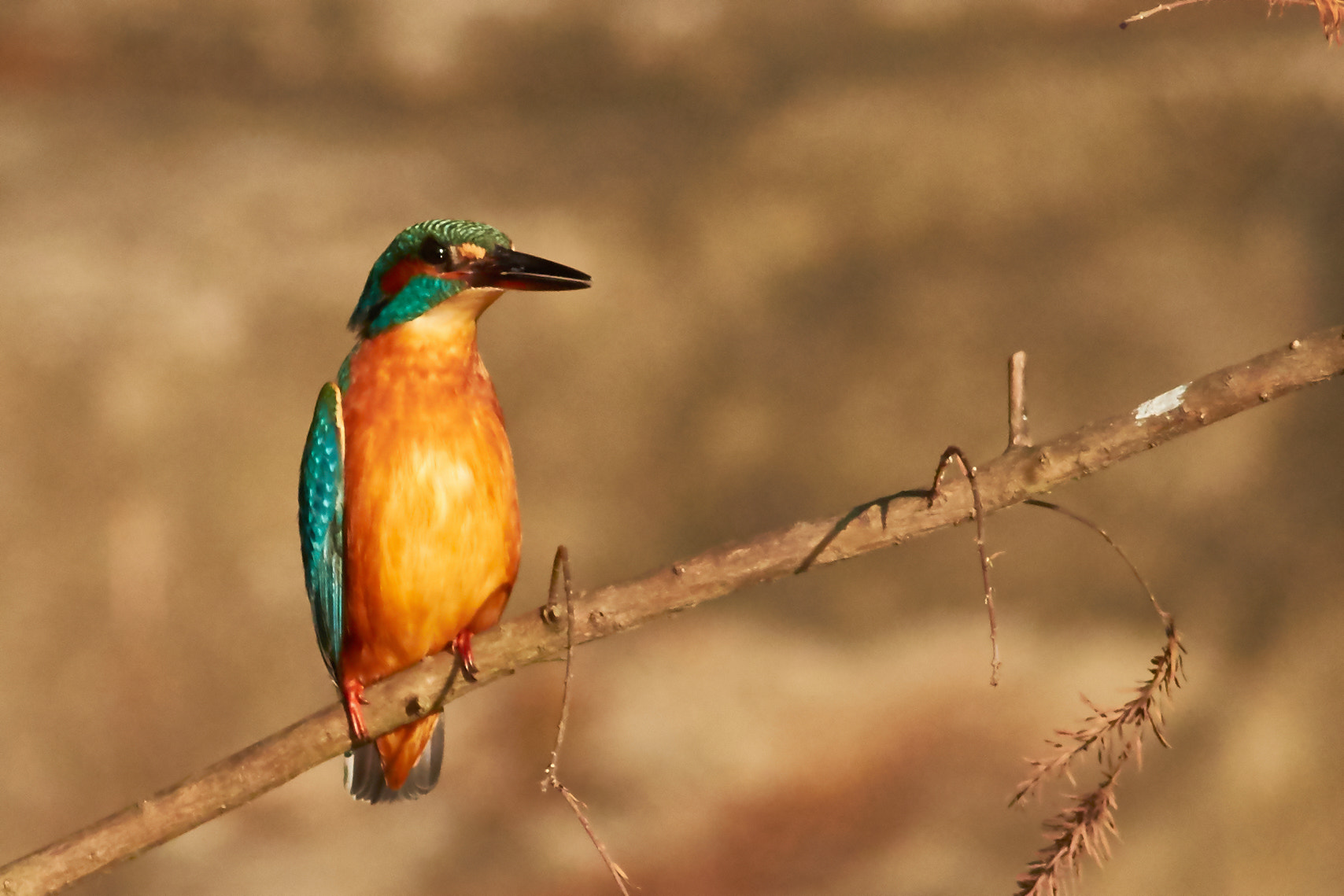 Canon EOS 7D Mark II + Canon EF 400mm F5.6L USM sample photo. Kingfisher photography