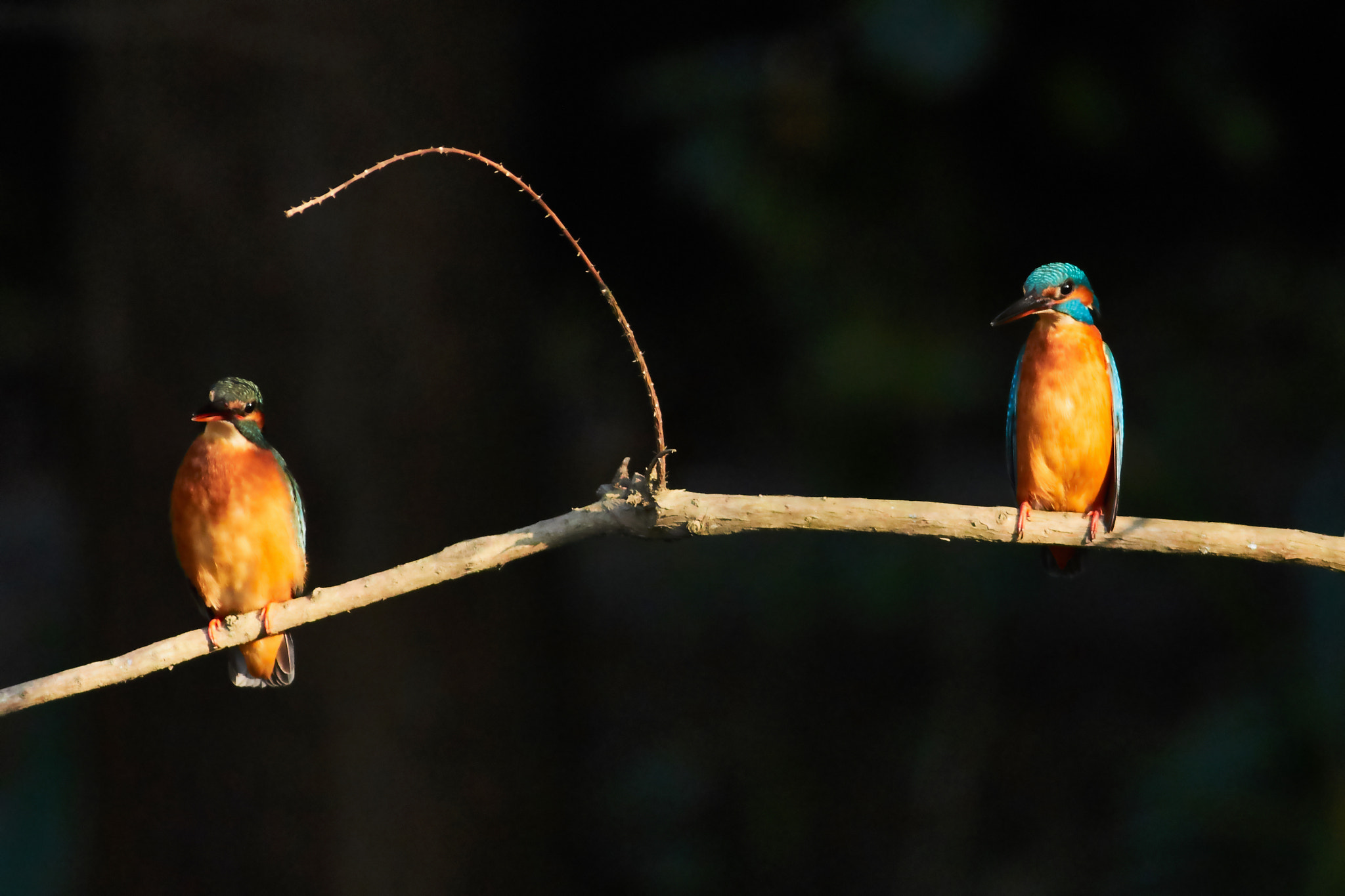 Canon EOS 7D Mark II + Canon EF 400mm F5.6L USM sample photo. Kingfisher photography