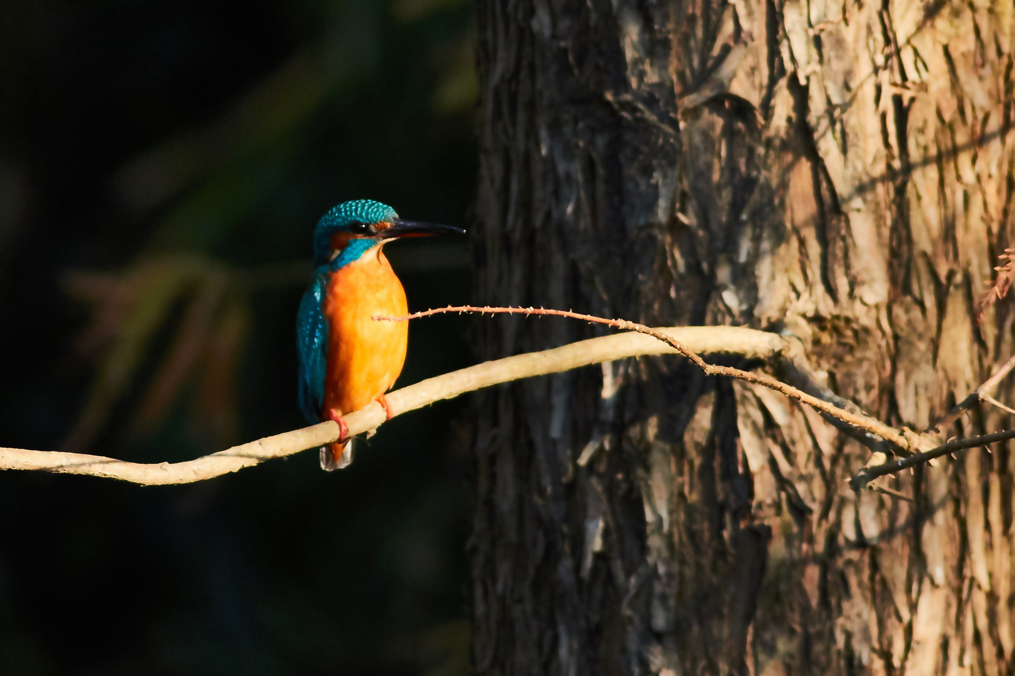 Canon EOS 7D Mark II + Canon EF 400mm F5.6L USM sample photo. Kingfisher photography