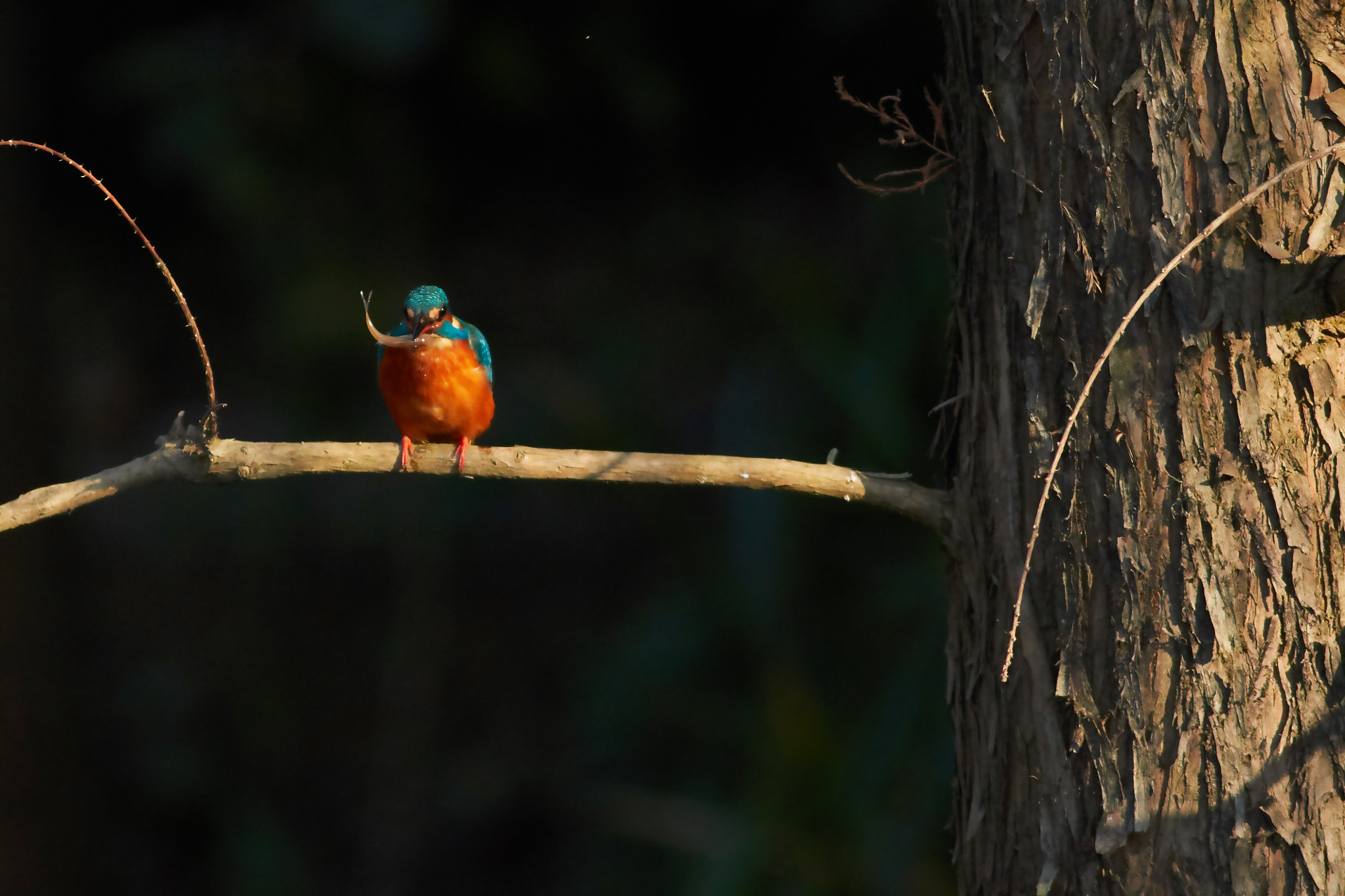 Canon EOS 7D Mark II + Canon EF 400mm F5.6L USM sample photo. Kingfisher photography