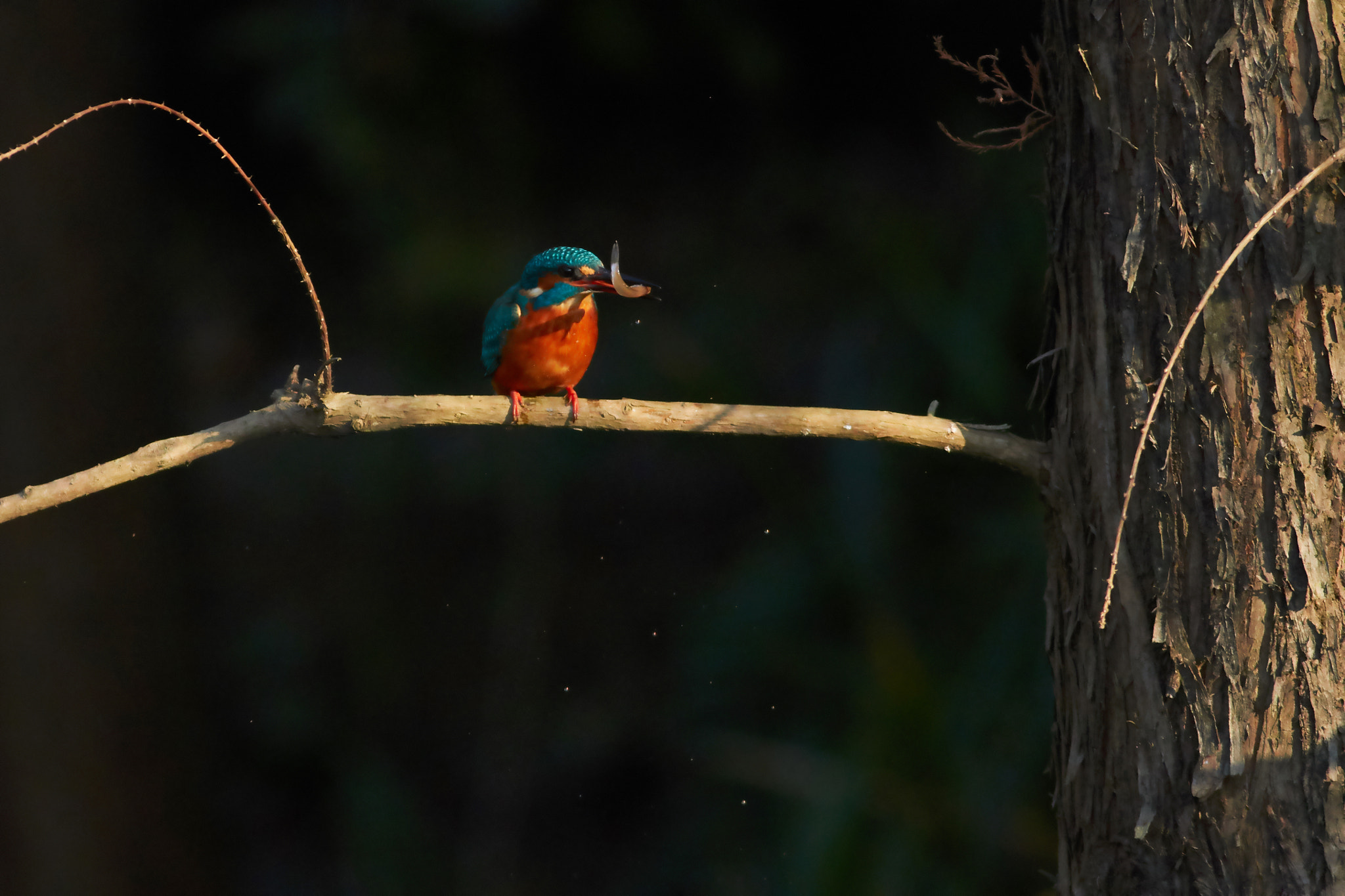 Canon EF 400mm F5.6L USM sample photo. Kingfisher photography