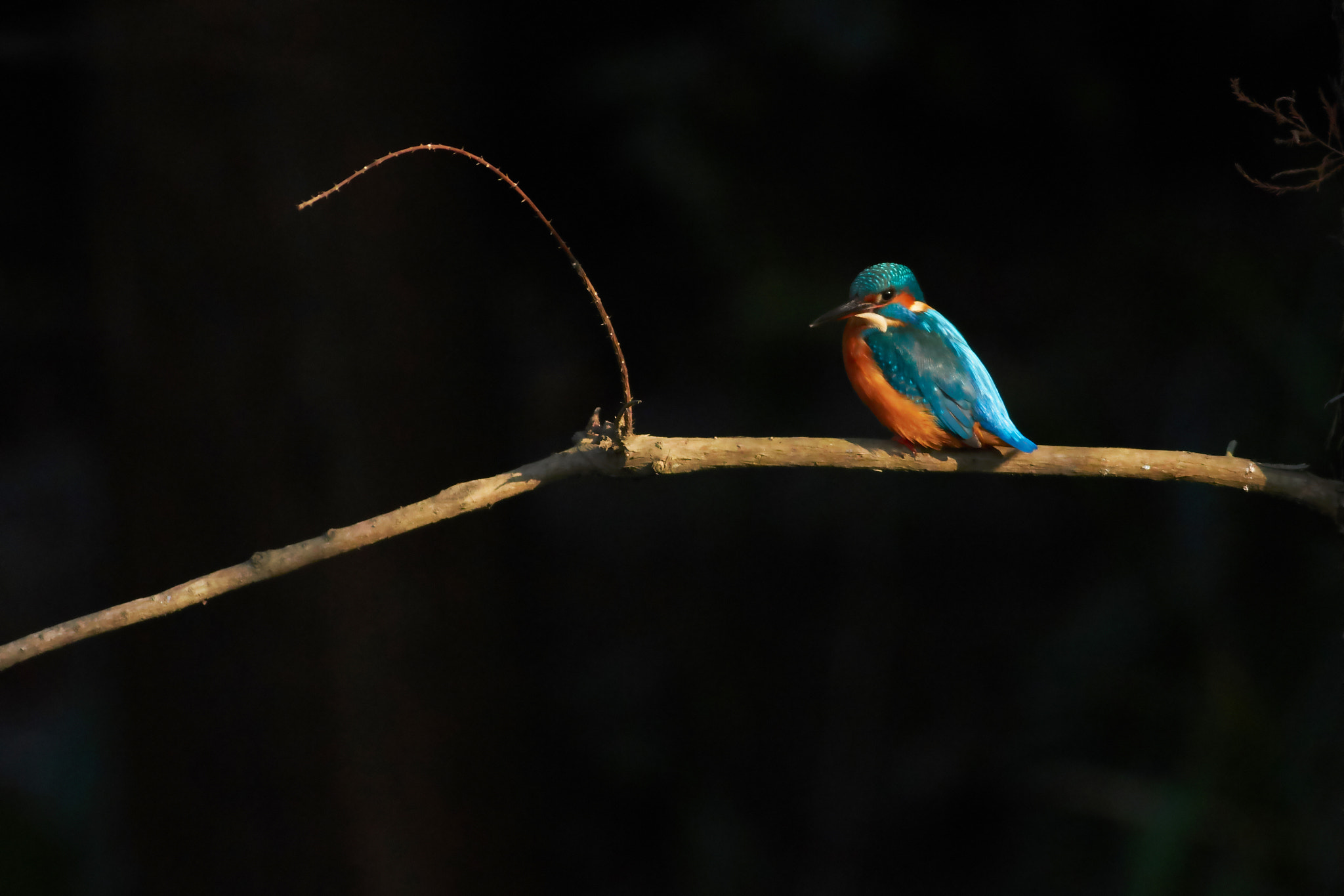 Canon EOS 7D Mark II + Canon EF 400mm F5.6L USM sample photo. Kingfisher photography