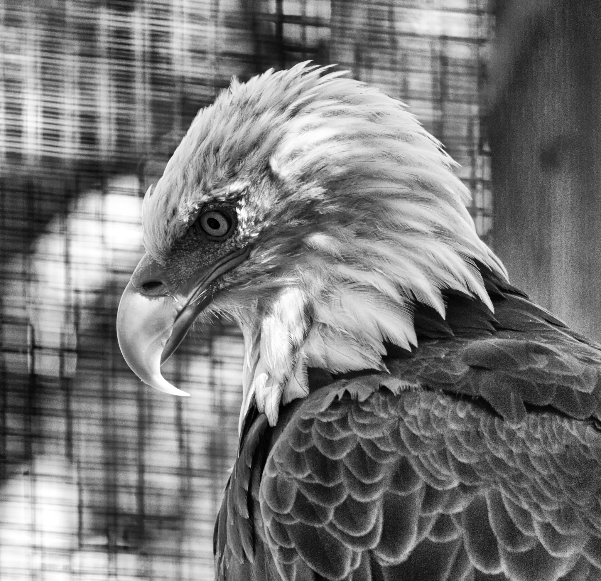Canon EOS 550D (EOS Rebel T2i / EOS Kiss X4) sample photo. Patriotism is not black and white photography