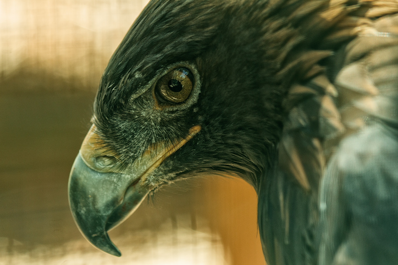 Tamron SP AF 180mm F3.5 Di LD (IF) Macro sample photo. Melancholy raptor photography