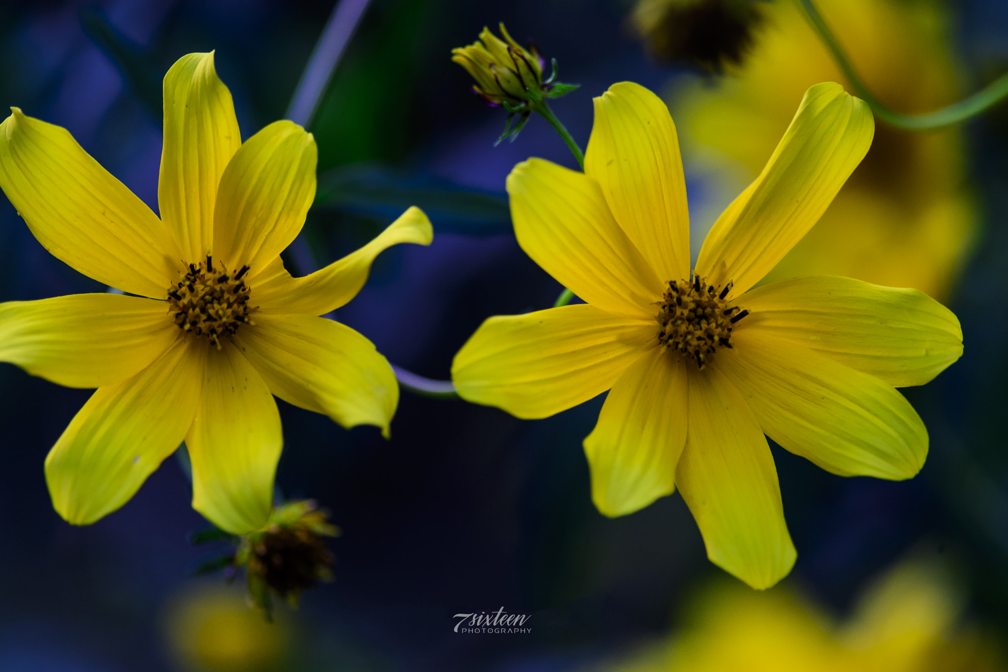 Nikon D500 + Nikon AF-S Nikkor 300mm F4D ED-IF sample photo. Yellow wildflowers photography