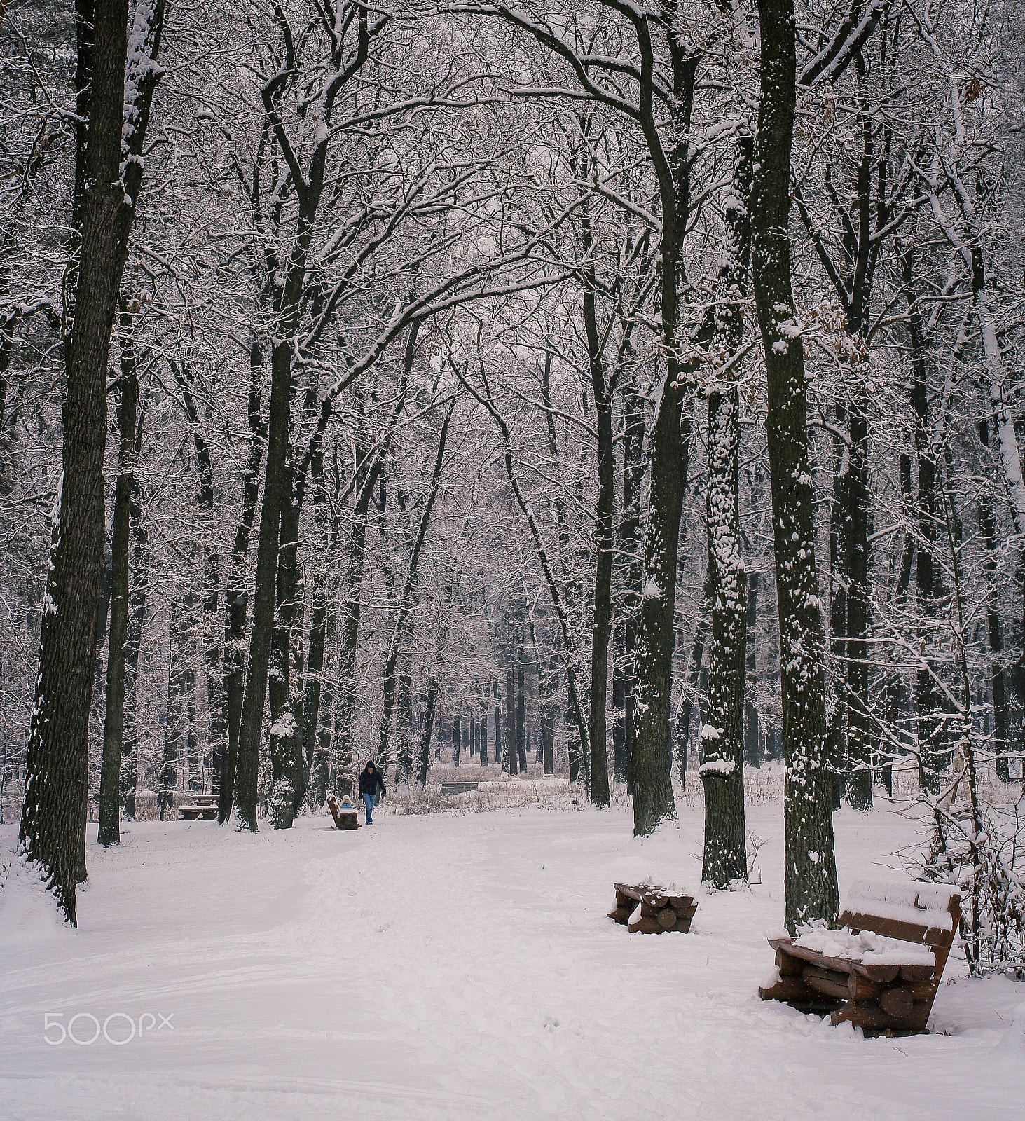 Canon EF 40mm F2.8 STM sample photo. Сніжна прогулянка photography