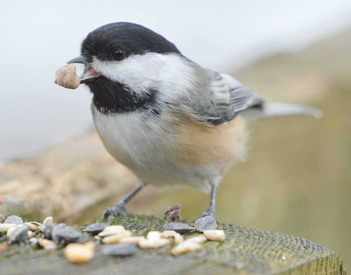 Nikon AF-S Nikkor 200-500mm F5.6E ED VR sample photo. Happy national bird day! photography