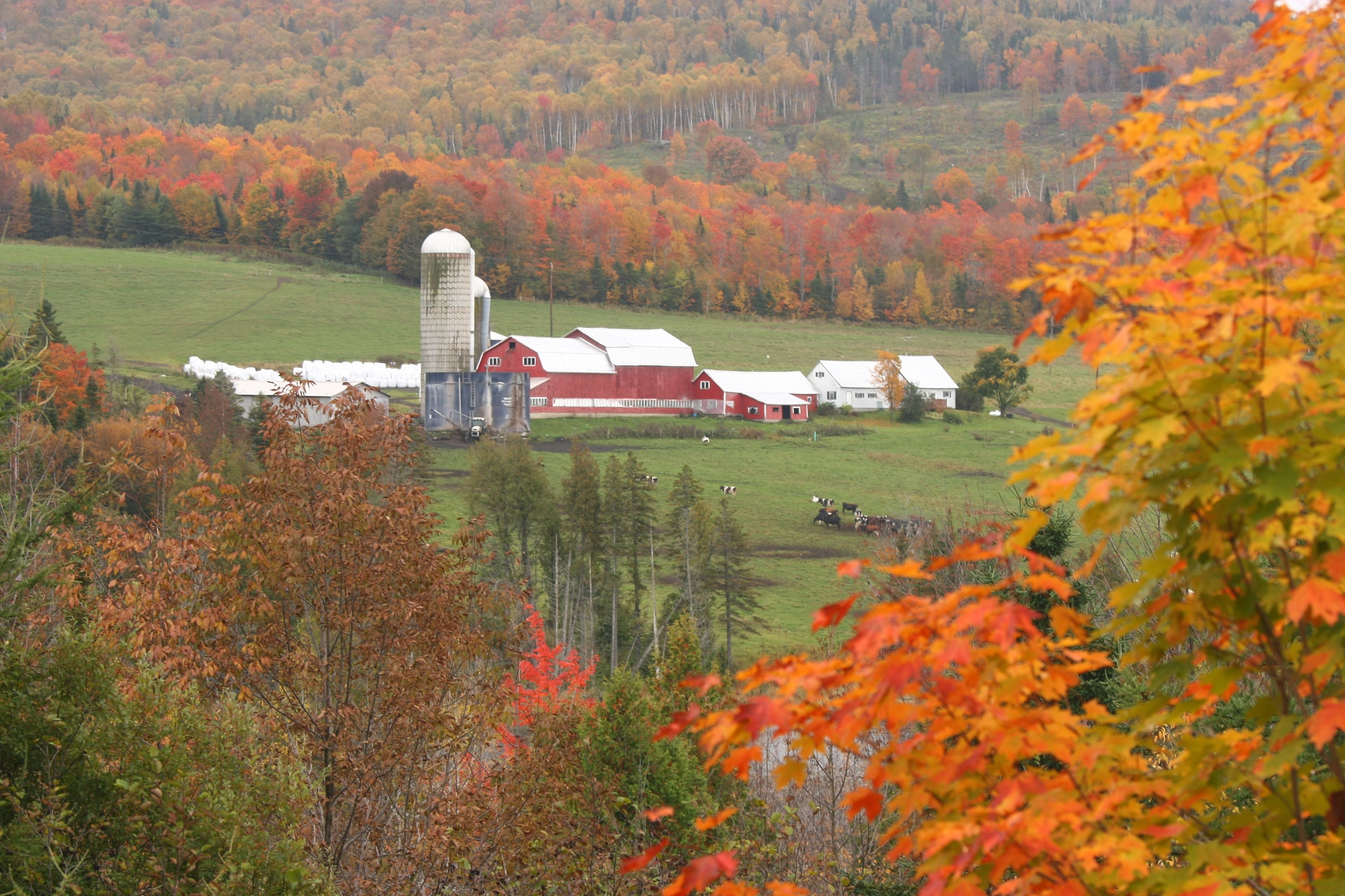 Canon EOS 400D (EOS Digital Rebel XTi / EOS Kiss Digital X) sample photo. Main farm in fall photography