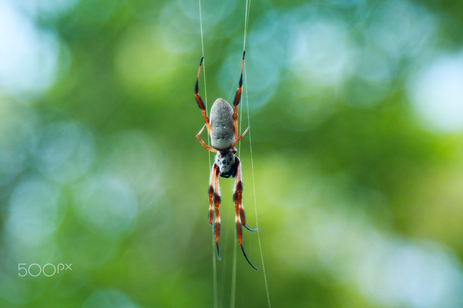 Canon EOS 760D (EOS Rebel T6s / EOS 8000D) + Canon EF 24-105mm F4L IS USM sample photo. Nephila edulis (golden silk orb weaver ) photography