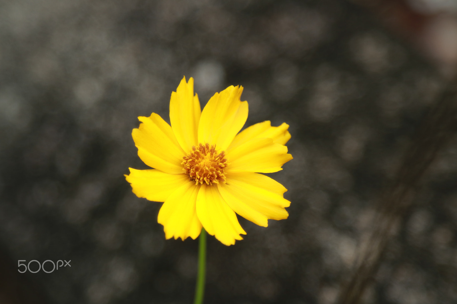 Canon EOS 760D (EOS Rebel T6s / EOS 8000D) + Canon EF 24-105mm F4L IS USM sample photo. A yellow flower photography