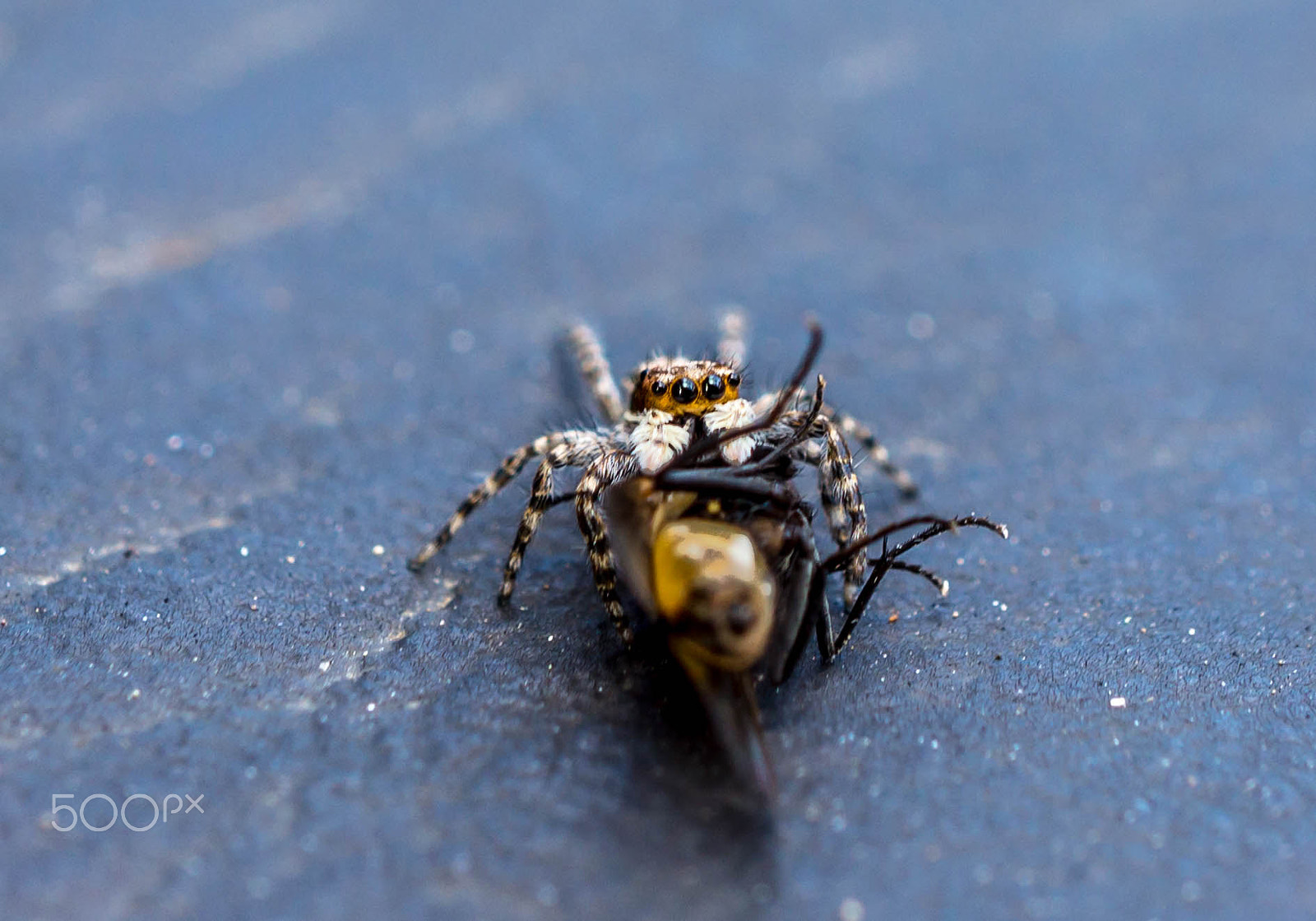 Sony E 30mm F3.5 Macro sample photo. Said the spider to the fly photography