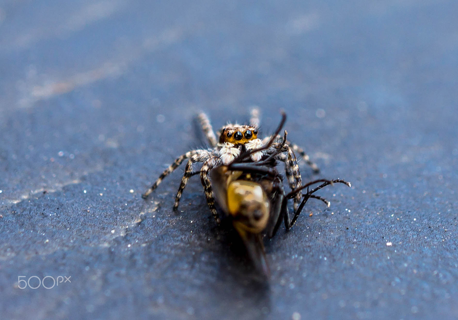 Sony Alpha NEX-7 + Sony E 30mm F3.5 Macro sample photo. Said the spider to the fly photography