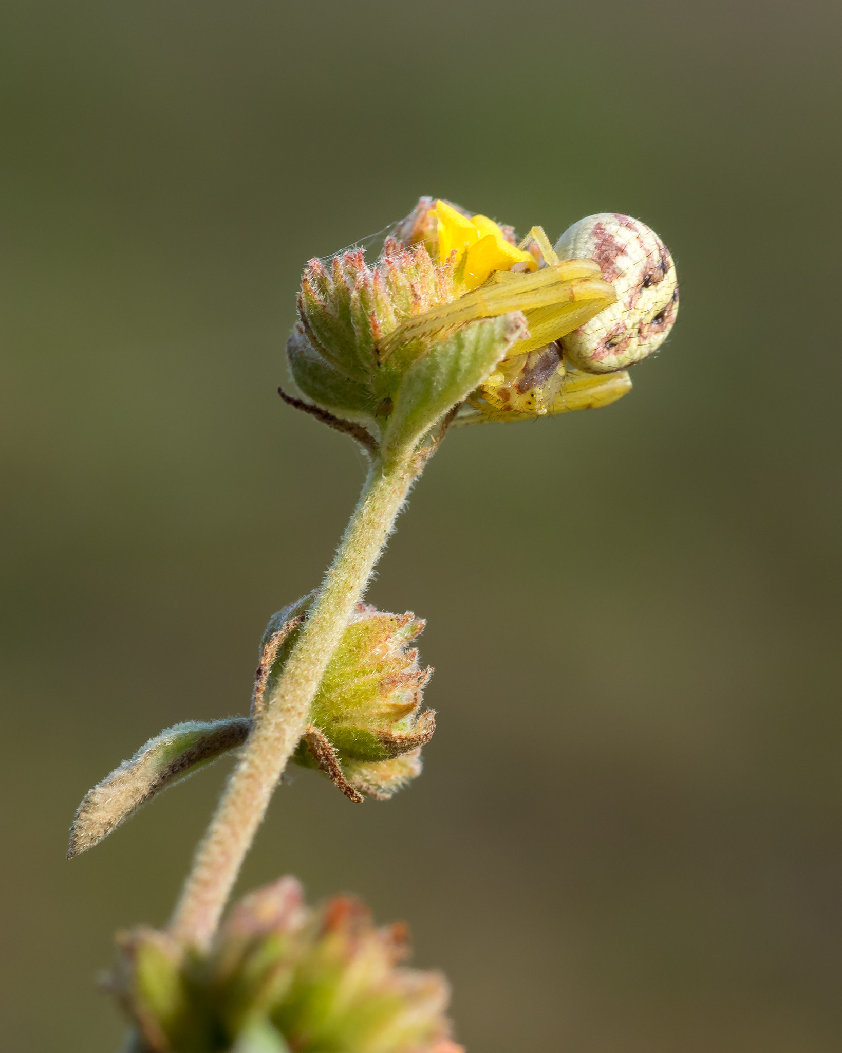 Olympus OM-D E-M1 + OLYMPUS 50mm Lens sample photo. Crab spider (thomisidae) photography