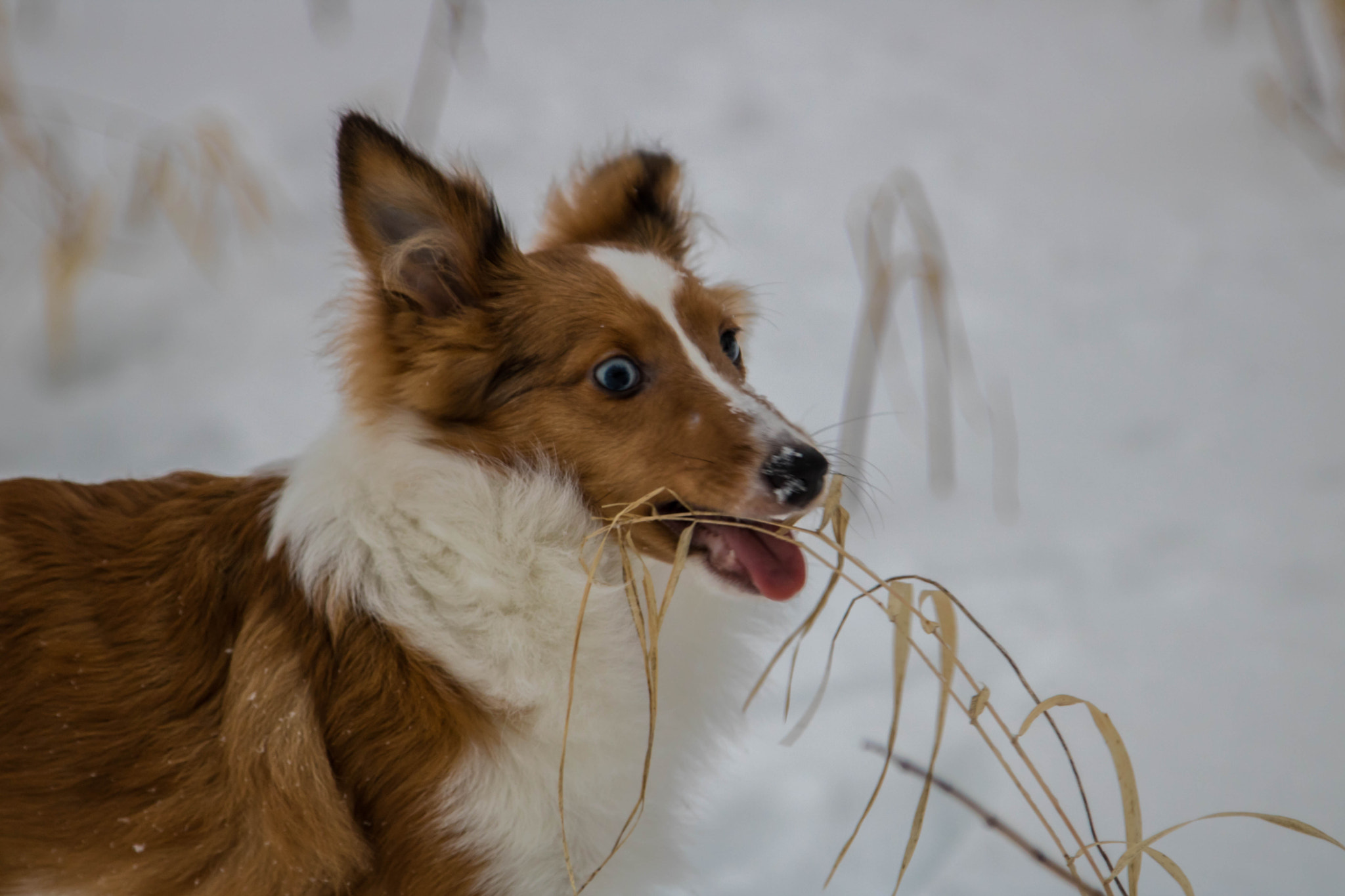 Canon EOS 750D (EOS Rebel T6i / EOS Kiss X8i) sample photo. My dog attack lol photography