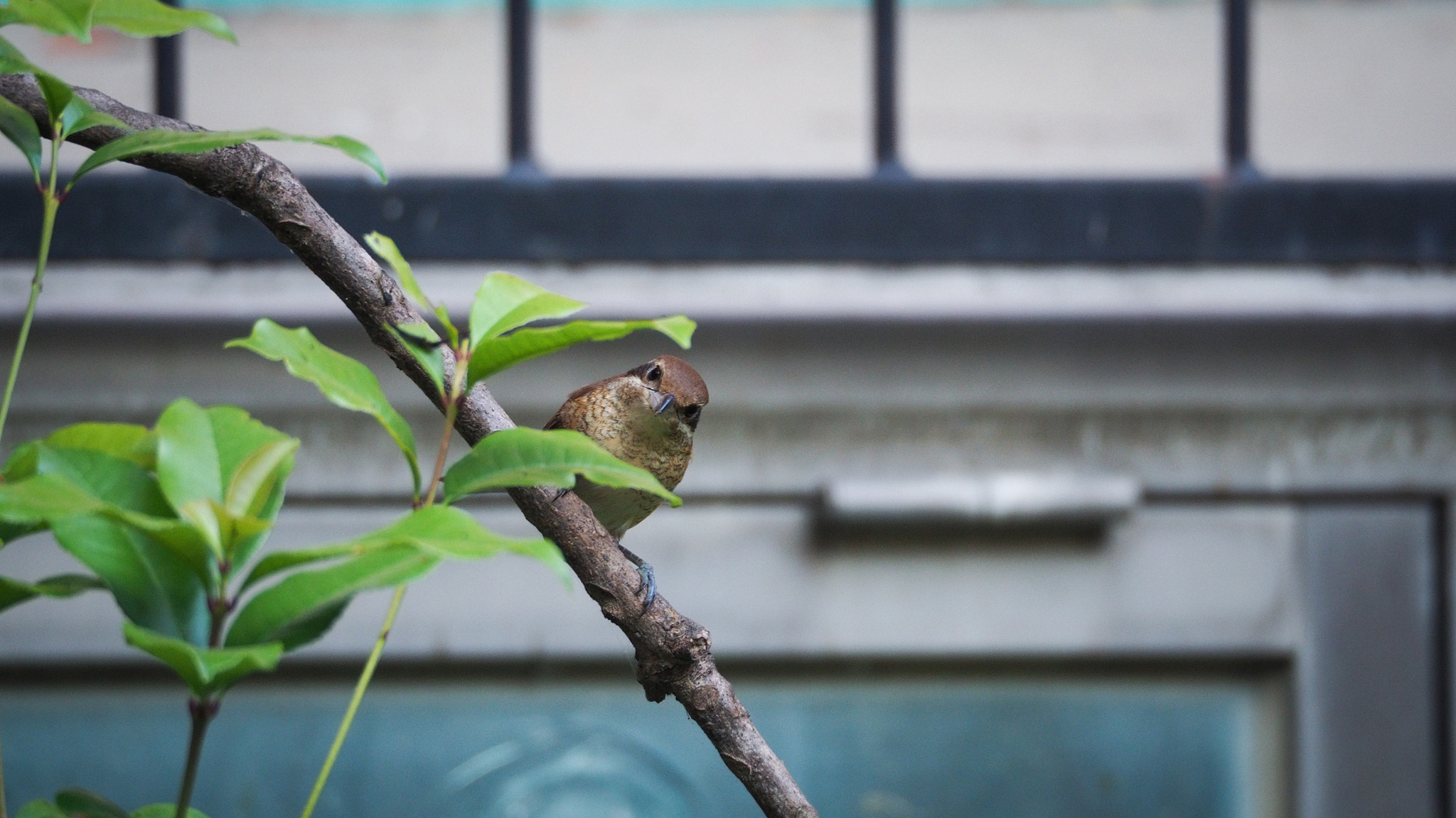 Olympus PEN-F sample photo. 我拍普鳥我驕傲｜紅尾伯勞 brown shrike photography