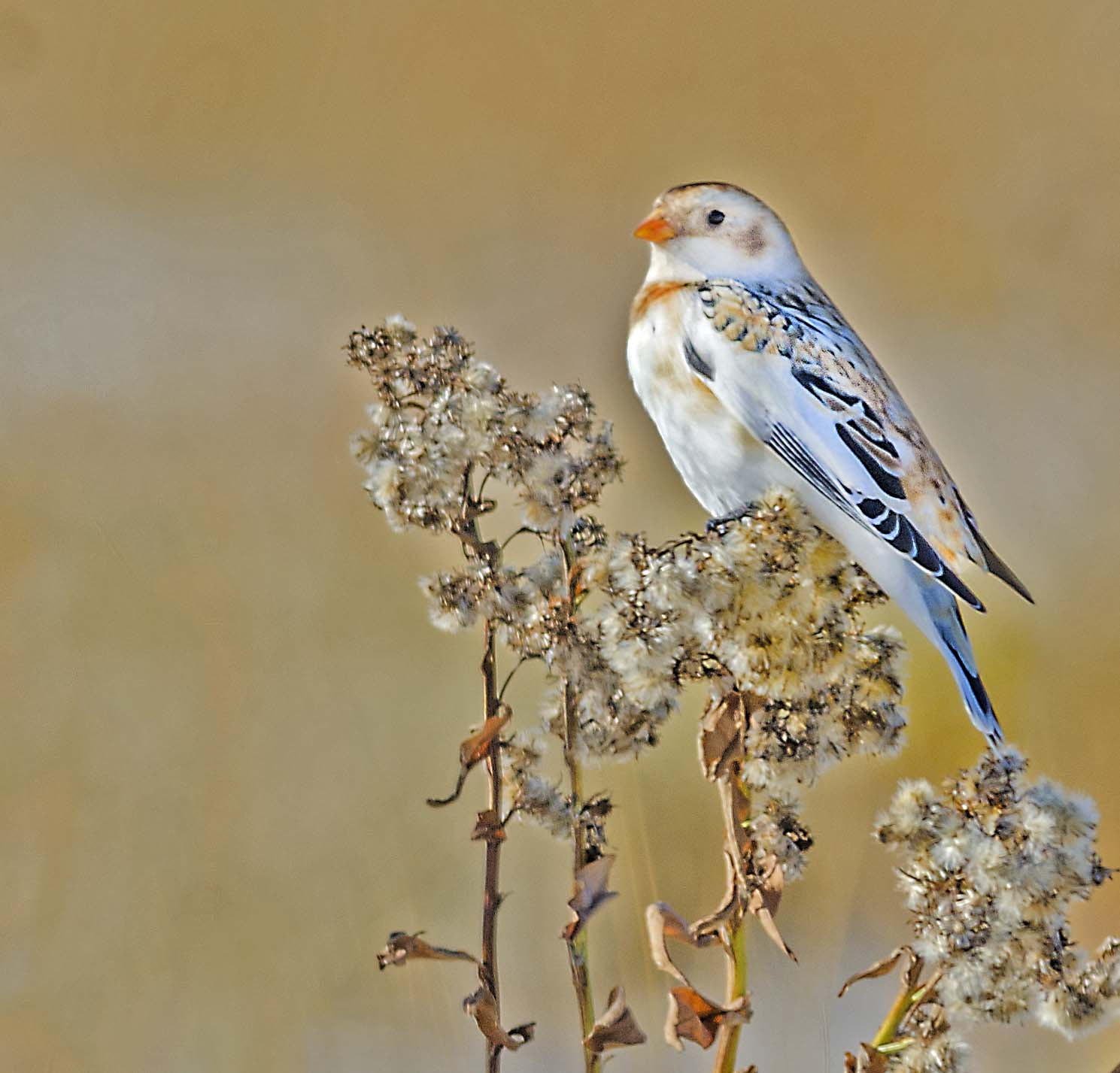 Nikon AF-S Nikkor 300mm F4D ED-IF sample photo. White beauty photography