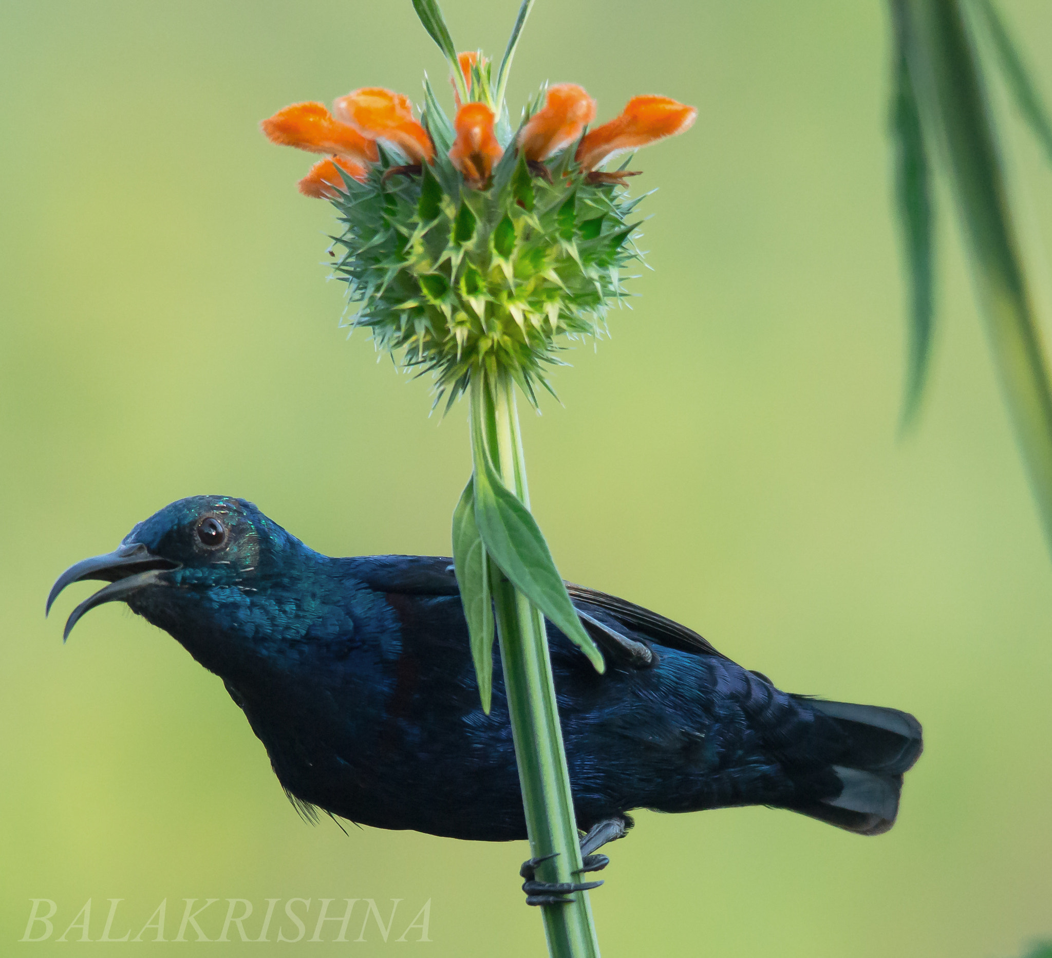 Sigma 150-500mm F5-6.3 DG OS HSM sample photo. Purple sunbird. photography