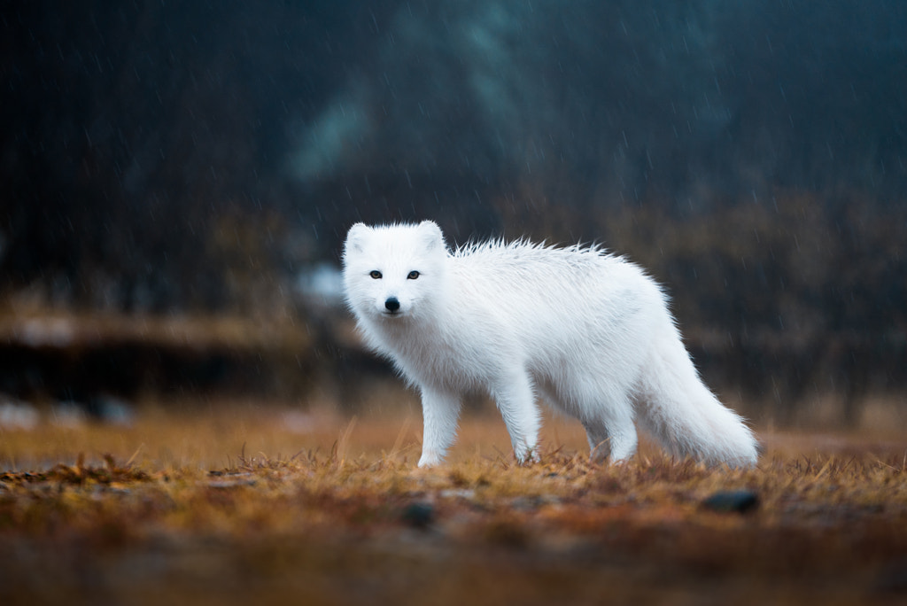 Captivate by Lizzy Gadd on 500px.com