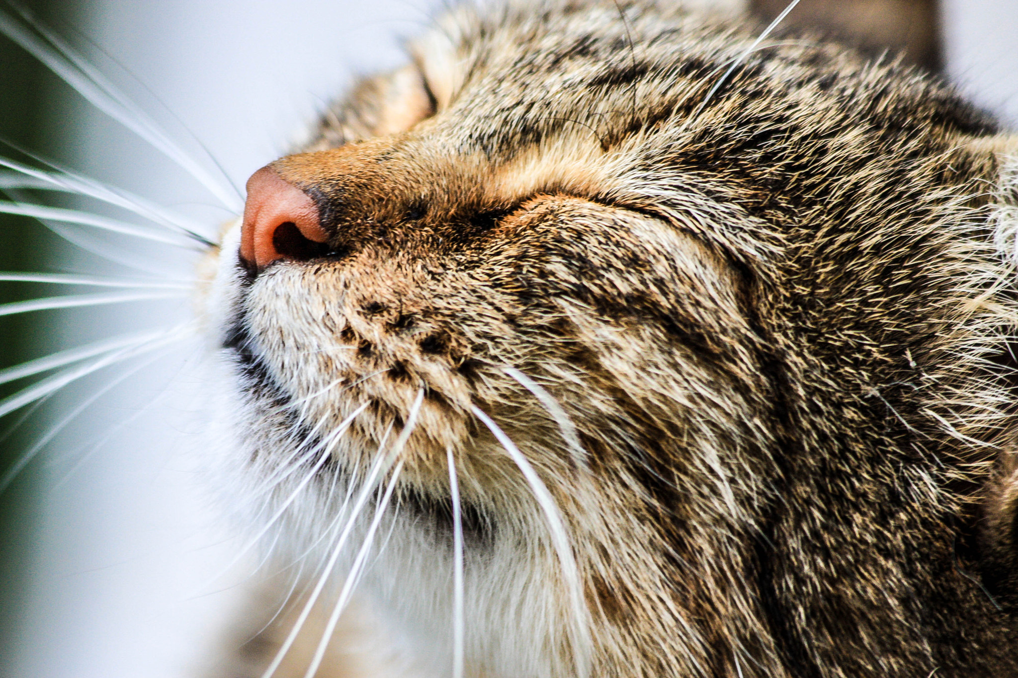 Canon EF 70-300mm F4-5.6 IS USM sample photo. Img photography