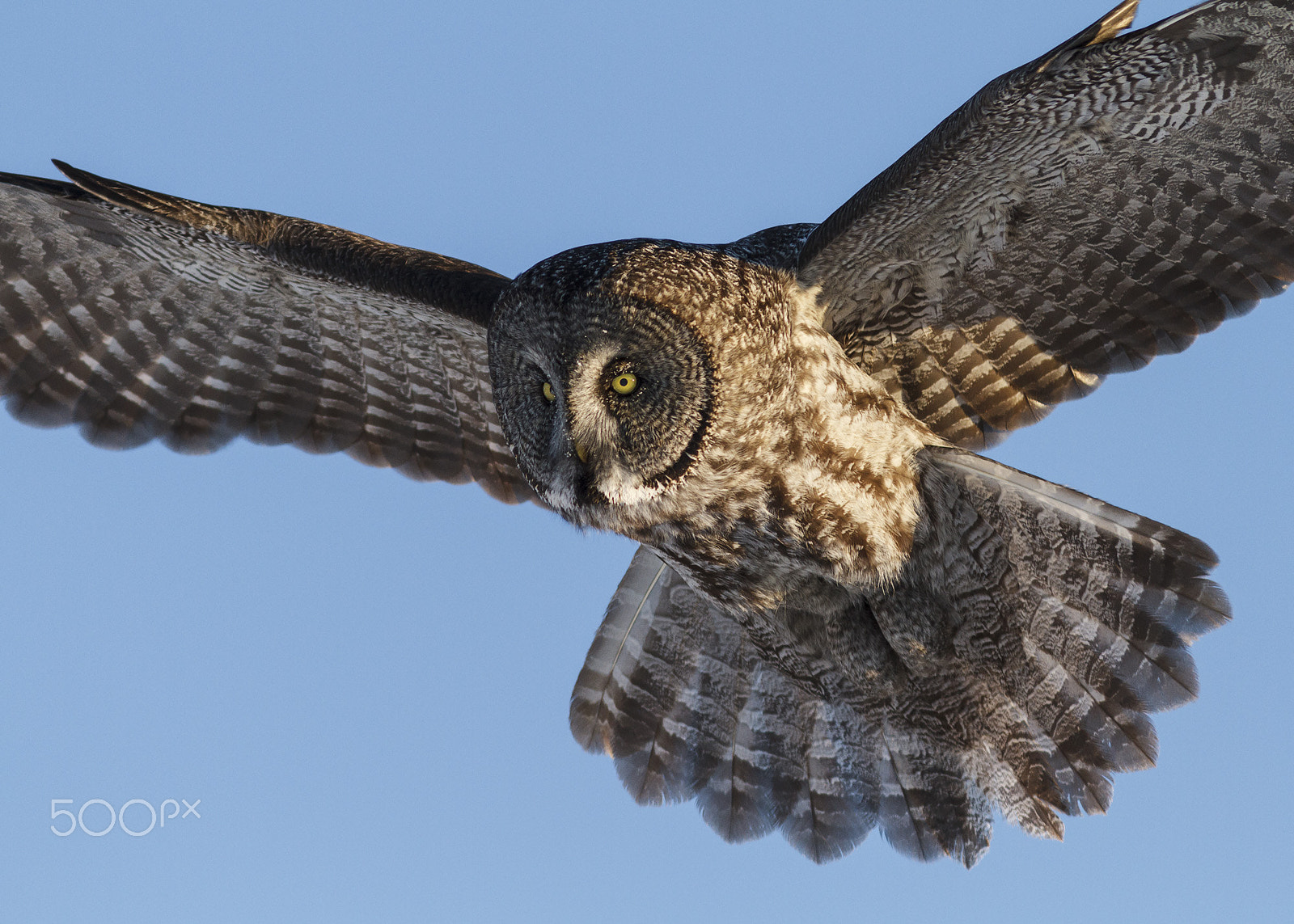 Canon EOS 7D + Canon EF 300mm F4L IS USM sample photo. Great gray owl photography