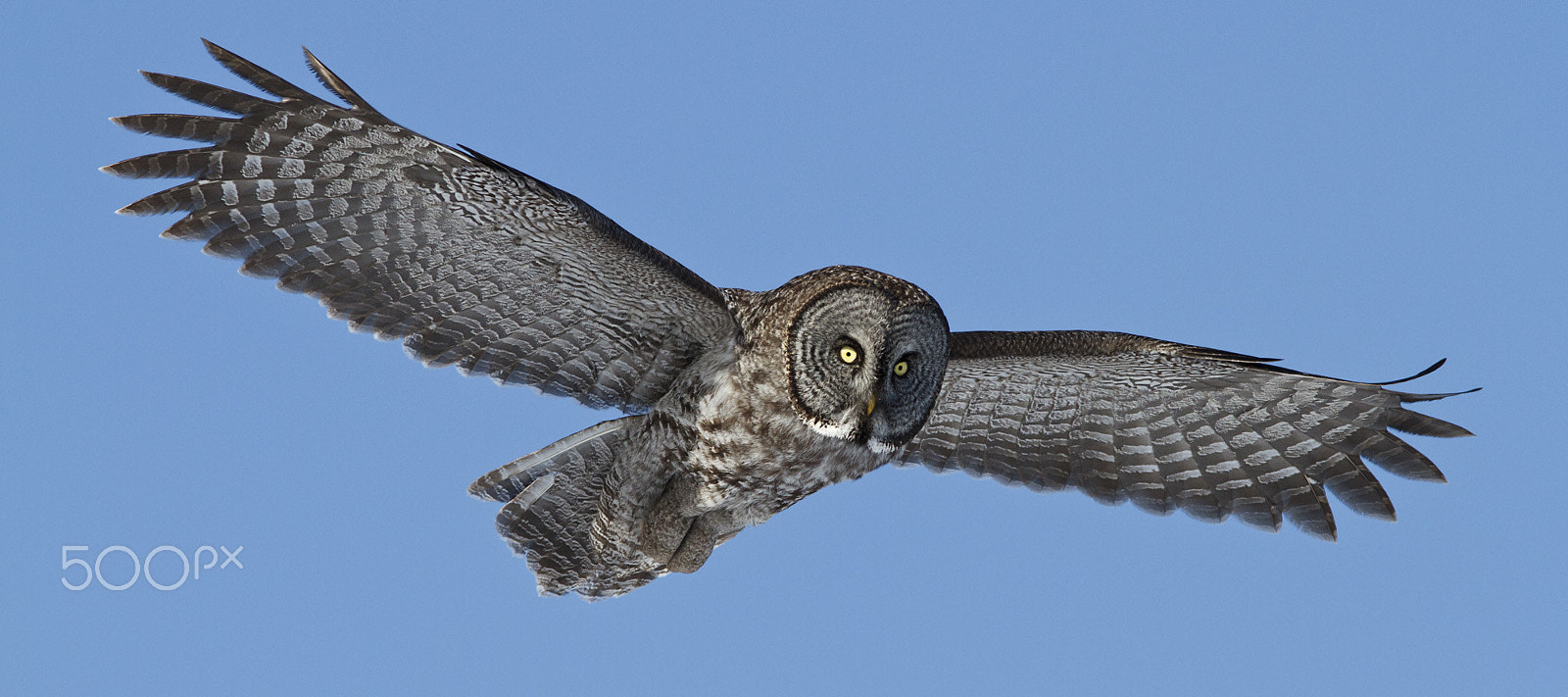 Canon EOS 7D + Canon EF 300mm F4L IS USM sample photo. Great gray owl photography