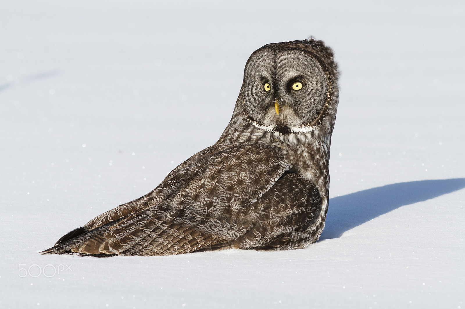 Canon EOS 7D + Canon EF 300mm F4L IS USM sample photo. Great gray owl photography