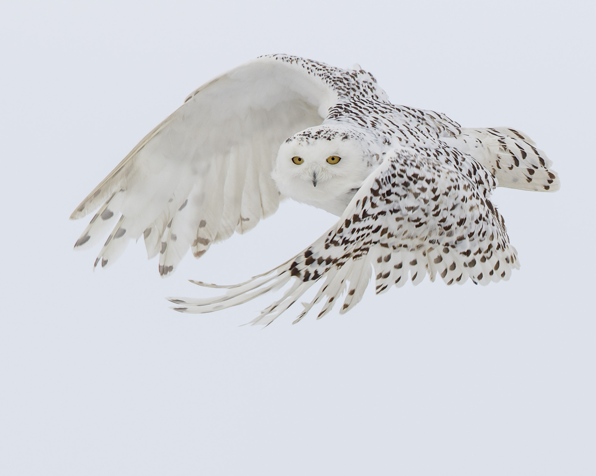Canon EF 600mm F4L IS II USM sample photo. Snowy owl photography
