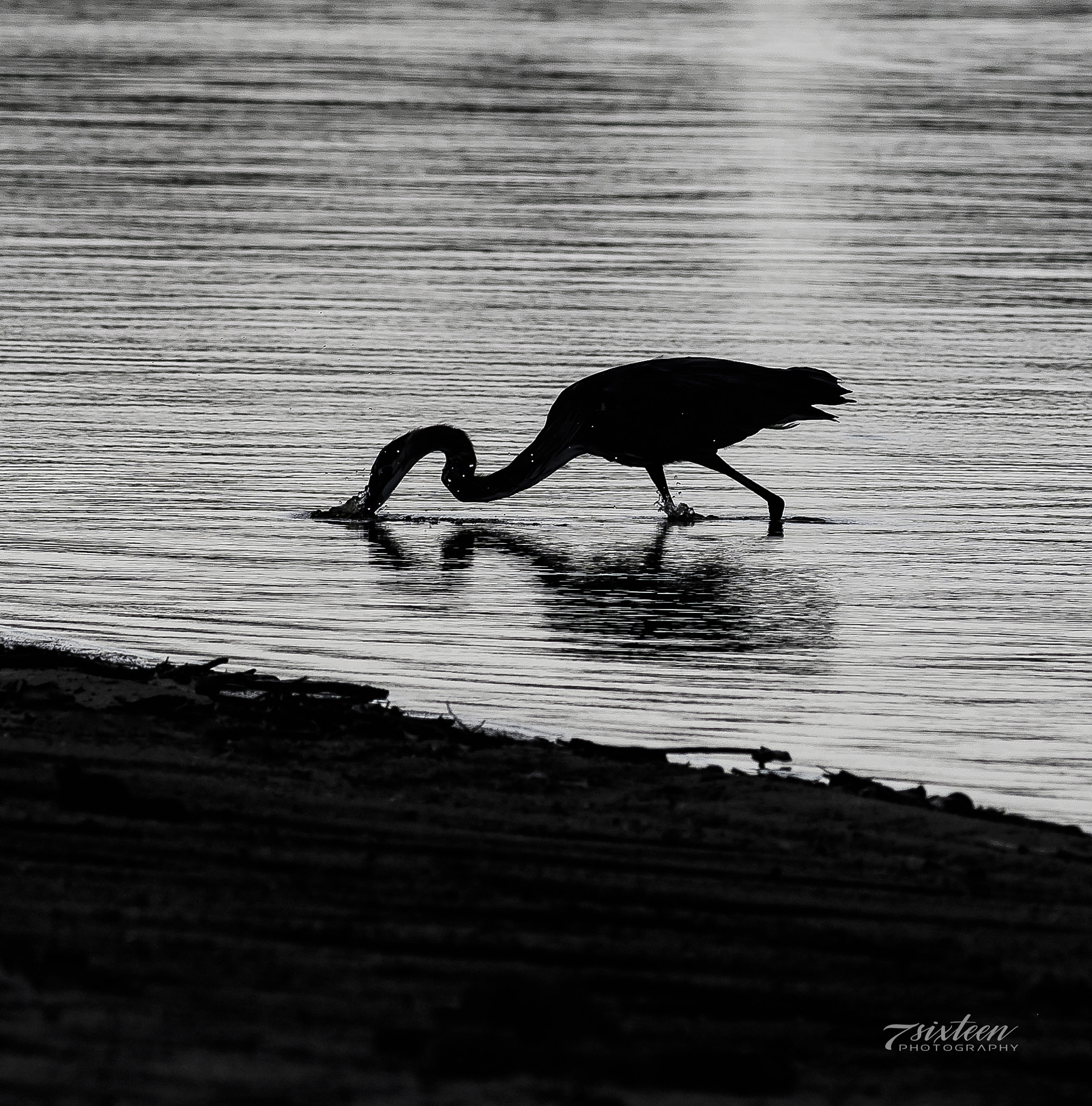 Nikon D500 + Nikon AF-S Nikkor 300mm F4D ED-IF sample photo. Bw heron photography