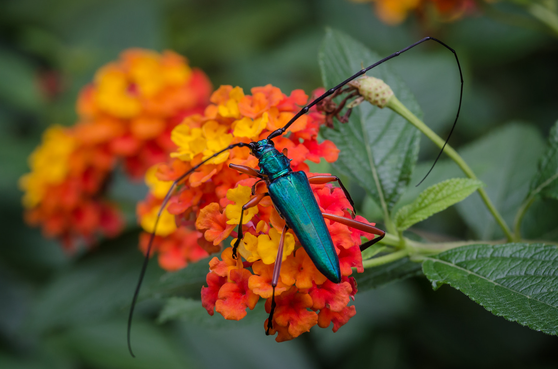 Nikon AF-S Micro-Nikkor 105mm F2.8G IF-ED VR sample photo. Cerambicide in lantana photography